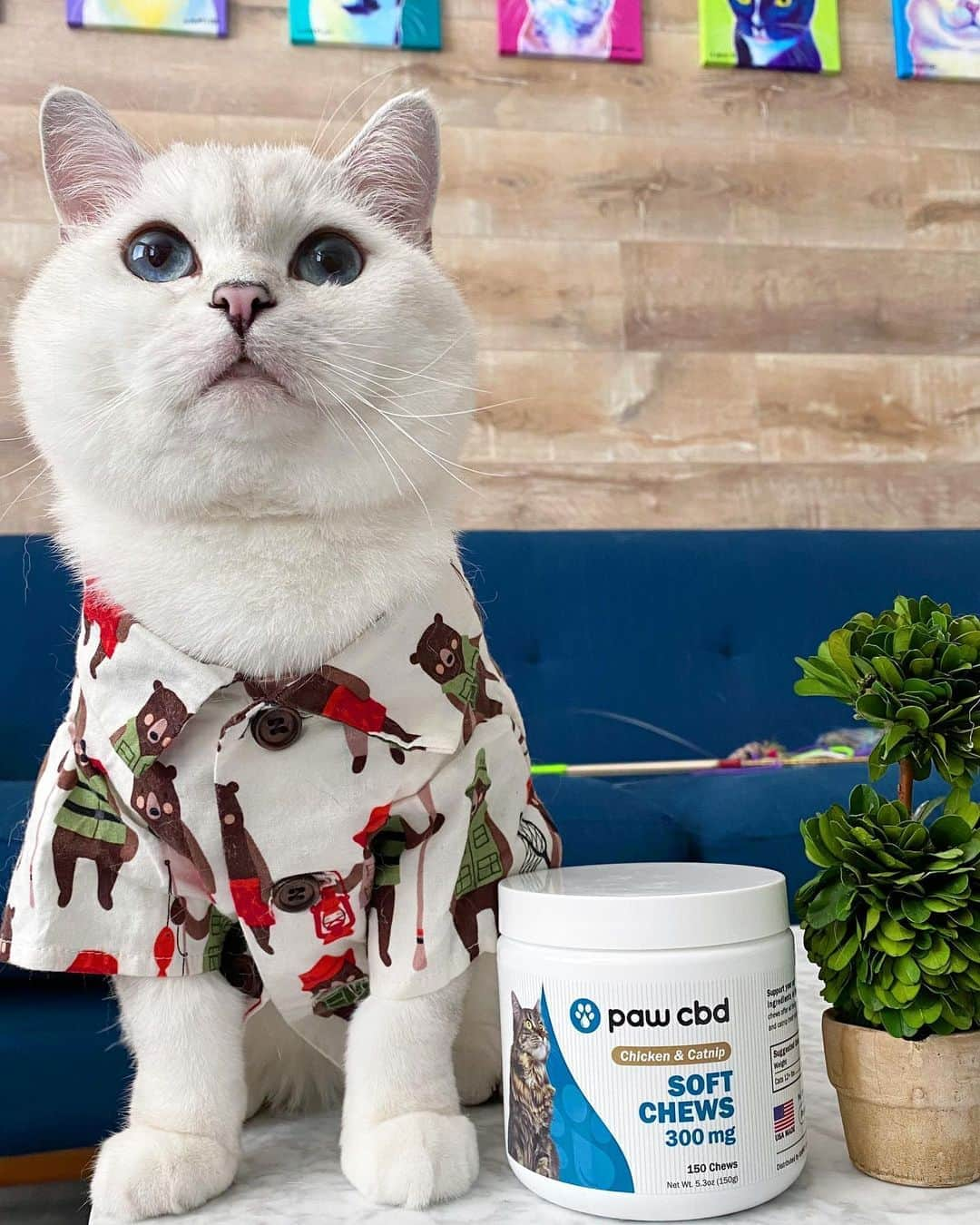 ミスター・ホワイトさんのインスタグラム写真 - (ミスター・ホワイトInstagram)「Pets are family and we deserve the same quality ingredients as humans and that’s  why I choose @pawcbd for my wellness support needs. Chicken & Catnip soft chews is my favorite and it’s great for accurate dosing. CBD is known help with anxiety, pain, and so much more! Link in bio to learn more about the amazing benefits! #cbd #ad」8月19日 4時31分 - white_coffee_cat