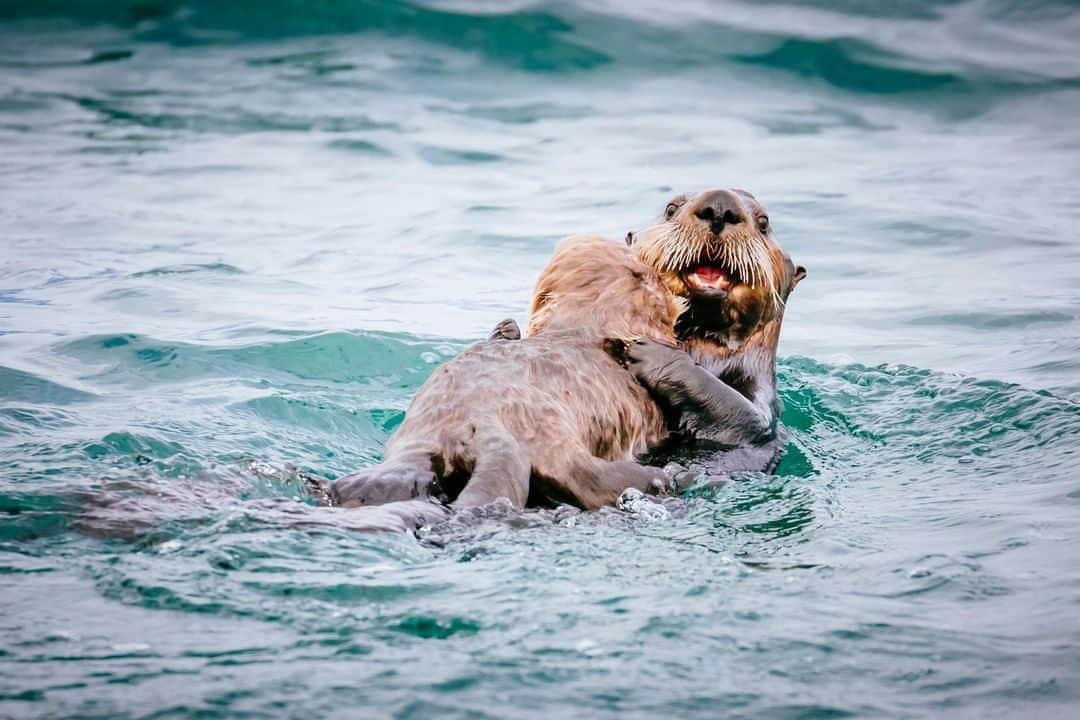 アニマルプラネットさんのインスタグラム写真 - (アニマルプラネットInstagram)「Otters are truly some of the strongest and most reliant moms in the animal kingdom. Male sea otters have multiple partners and never partake in raising young, leaving the females to do the work! . . . . . . . #toocute #toocutetuesday #seaotter #riverotter #otter #mammal #animal #animalplanet #snow #yawn #photooftheday #pictureoftheday」8月19日 4時29分 - animalplanet