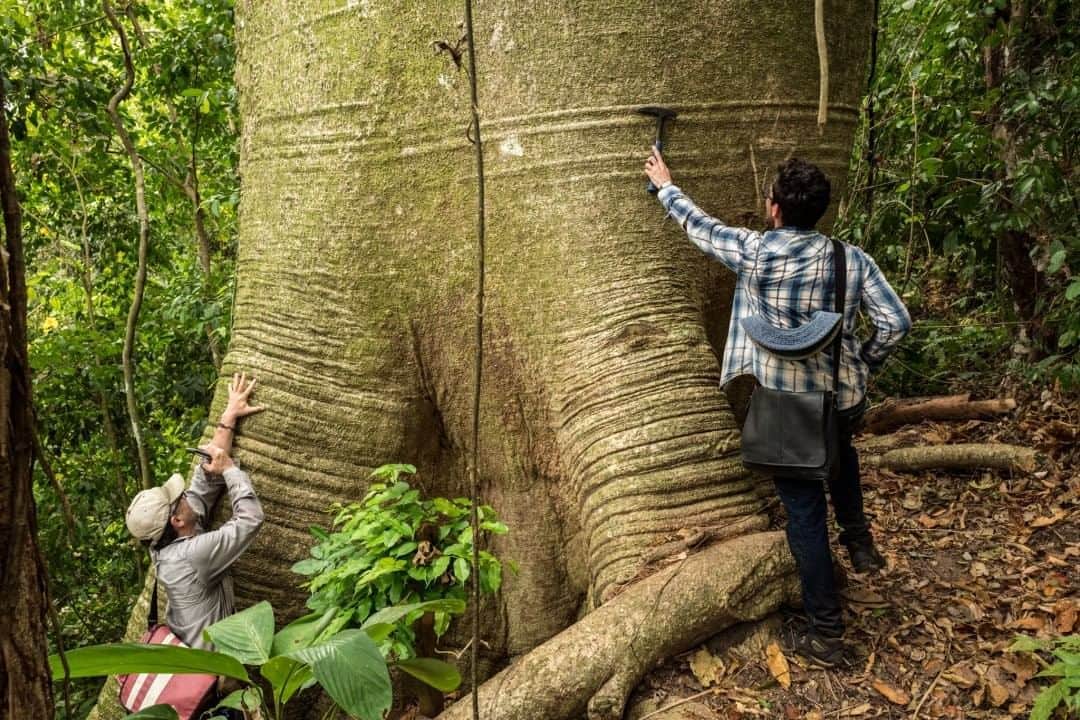 National Geographic Travelさんのインスタグラム写真 - (National Geographic TravelInstagram)「Photo by @juancristobalcobo  Geologists inspect a giant tree in the middle of the jungle close to Triganá while on an expedition to study the origins of this diverse ecosystem now threatened by deforestation and climate change. Colombia’s biodiversity remains mostly unexplored and it is said to contain 10 percent of the world’s known species. #colombia #deforestation #conservation」8月19日 5時05分 - natgeotravel