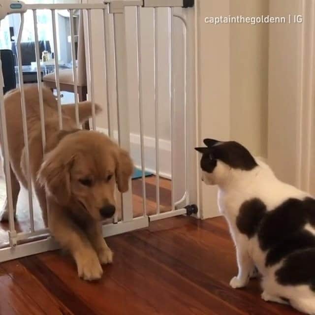 のインスタグラム：「Catto taught me how to become liquid - 📹 @captainthegoldenn - #barked #dog #doggo #GoldenRetriever」