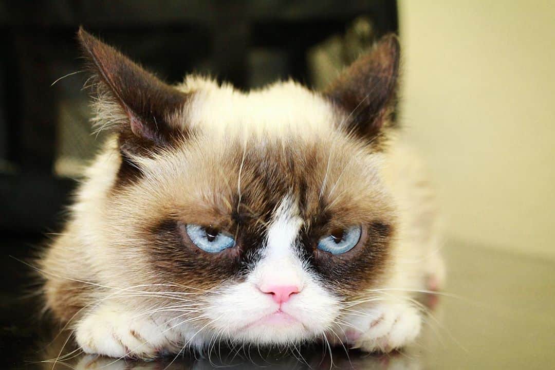 Grumpy Catさんのインスタグラム写真 - (Grumpy CatInstagram)8月19日 5時10分 - realgrumpycat