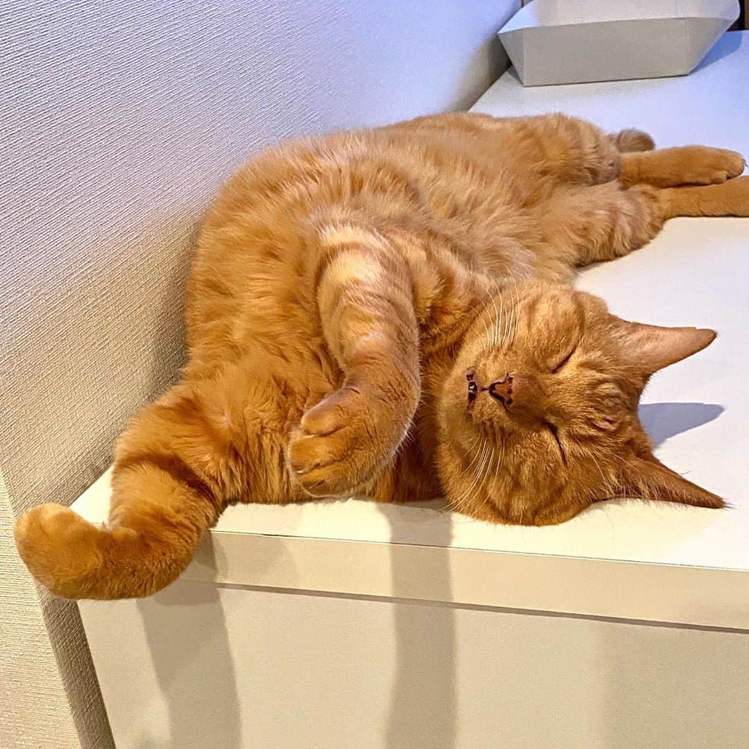 のインスタグラム：「コラ感  #cat #猫 #コラージュ #寝相」