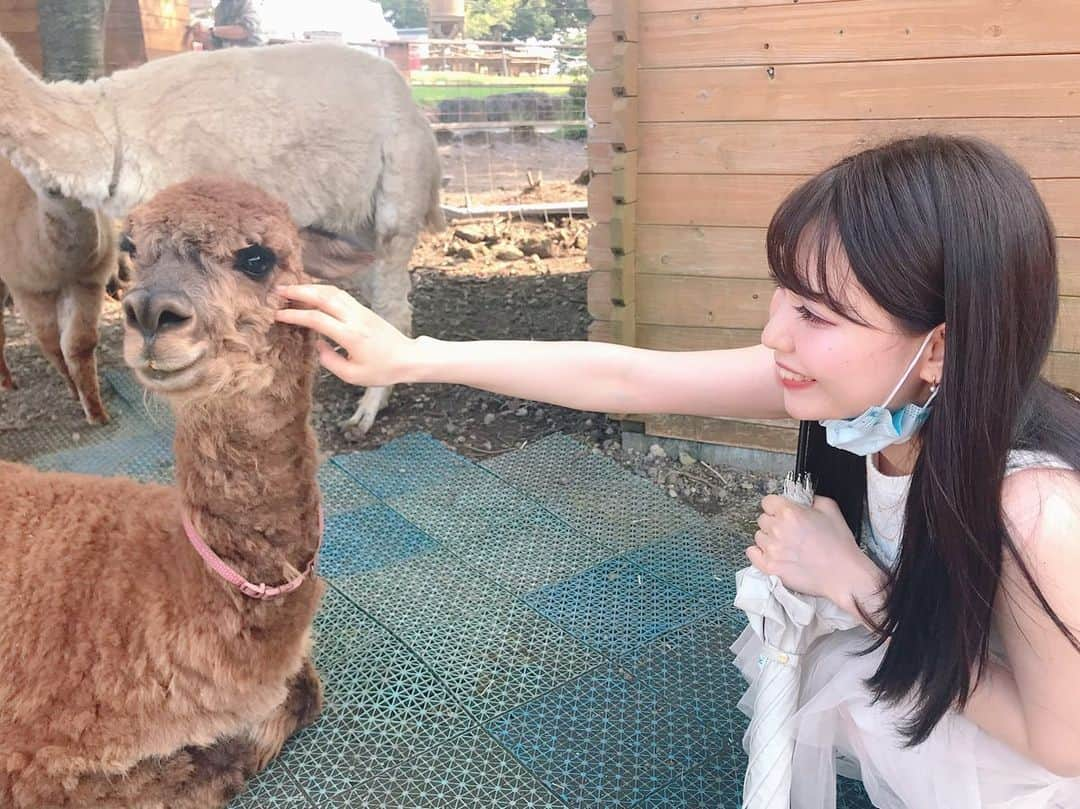 白石陽菜（桜井えりな）さんのインスタグラム写真 - (白石陽菜（桜井えりな）Instagram)「🦙🤍🦙🤍」8月19日 14時54分 - haruna__408