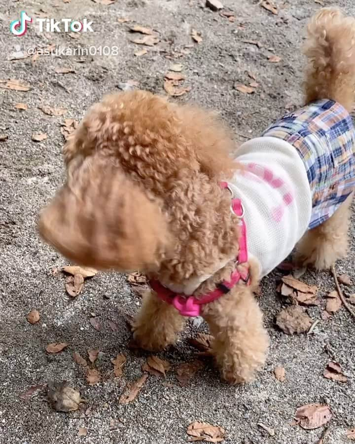 飛鳥りんのインスタグラム：「ミニーちゃん大はしゃぎ🥳❤️ 東京じゃ暑すぎてお昼からお外で遊べないからミニーも楽しそう🐶🎀 めっちゃ涼かった🌲 https://vt.tiktok.com/ZSfFcPhA/  #愛犬tiktok🐾 #愛犬とお出かけ #トイプードル」