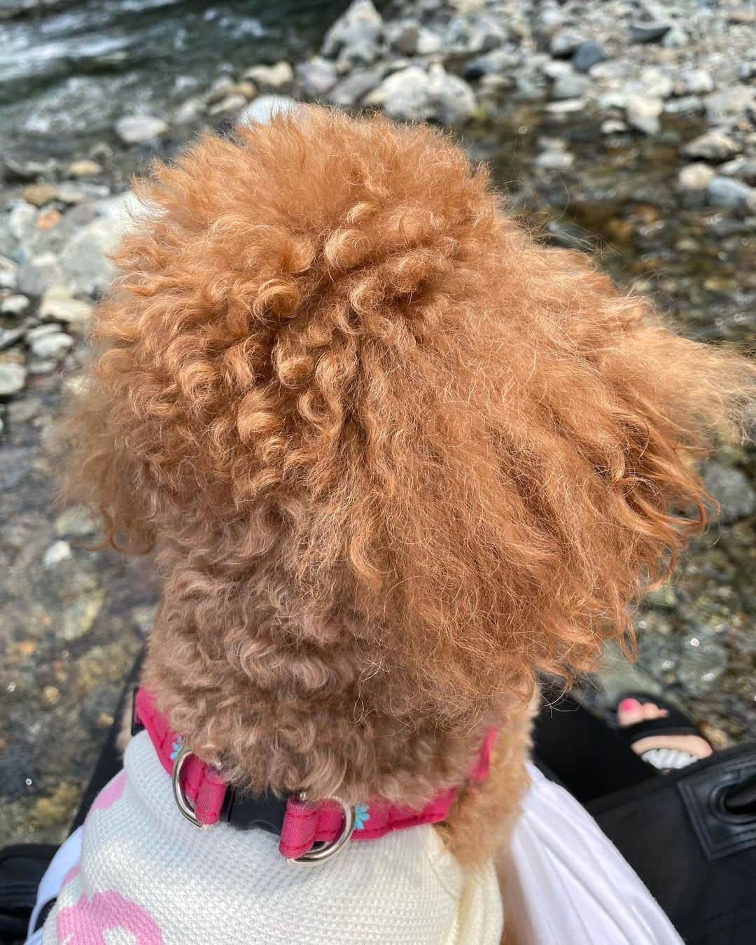 飛鳥りんさんのインスタグラム写真 - (飛鳥りんInstagram)「山と川は癒されるから好き🌲✨ 空気が気持ち良くてマイナスイオン全身に浴びてきた🧘‍♀️✨  いつも帰りたくなくなる場所😂 #自然 #愛犬と自然に癒される #愛犬とお出かけ #川」8月19日 15時09分 - asuka_rin0108