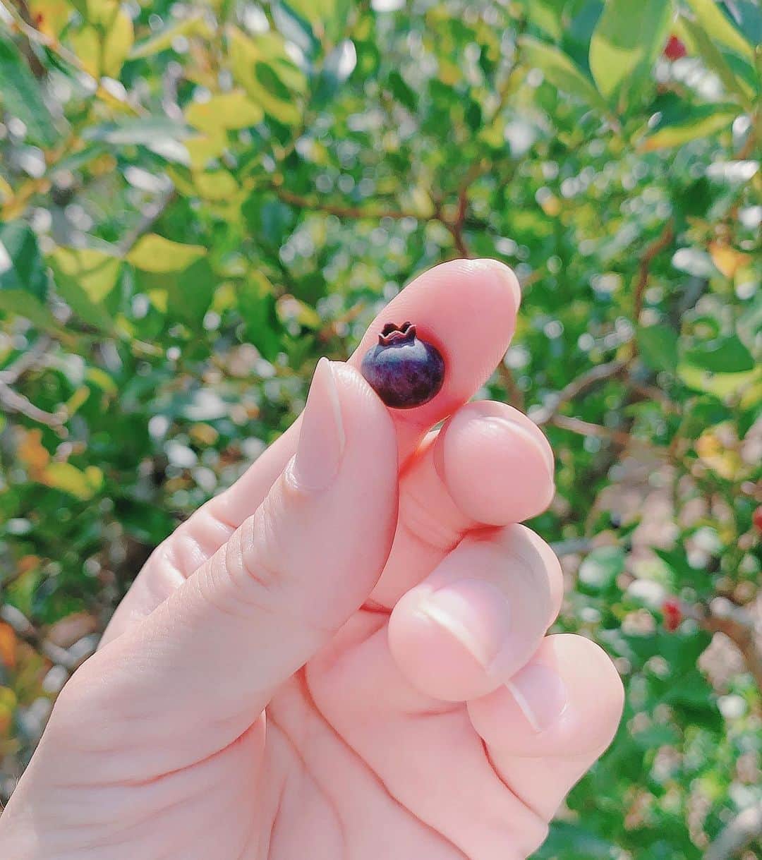 kinaxのインスタグラム：「. good afternoon(๑′ᴗ‵๑)☀in Japan, and good morning, good evening, good night for world friends! . 今日も溶けそうな暑さだね🏝 . 暑くてたまらないけど もうすぐシーズンが終わりと聞いて 朝から #ブルーベリー狩り に🍇 . 暑いし、平日だったので とても空いていて 色んな種類をたくさん食べられて 楽しかったよーʕ •́؈•̀ ₎ . . 今年は夏休みらしい事がなかなかできないけど 少し遠くまでドライブを🚗 . こどもたちが楽しそうでなによりですʕ •́؈•̀ ₎♡ . . にしても本当に暑いねぇ…🏝 みんなも熱中症にどうか気をつけてね。 . #美味しかった #色んな種類あるんだね #お土産付きだったよ #ジャムにしようかな #観覧車 2020/08/19」