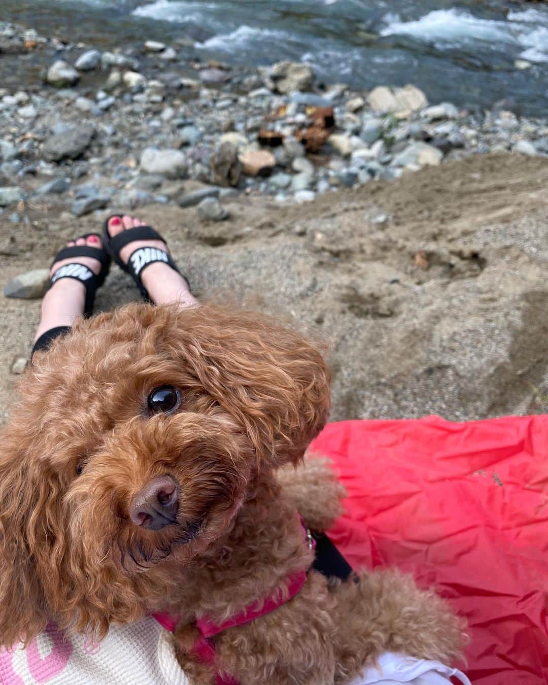 飛鳥りんさんのインスタグラム写真 - (飛鳥りんInstagram)「ミニーは川が少し怖いみたいで1人ではいけない😂可愛い🥺❤️  #愛犬とお出かけ #愛犬のいる生活 #トイプードル #大自然 #bbq」8月19日 15時18分 - asuka_rin0108