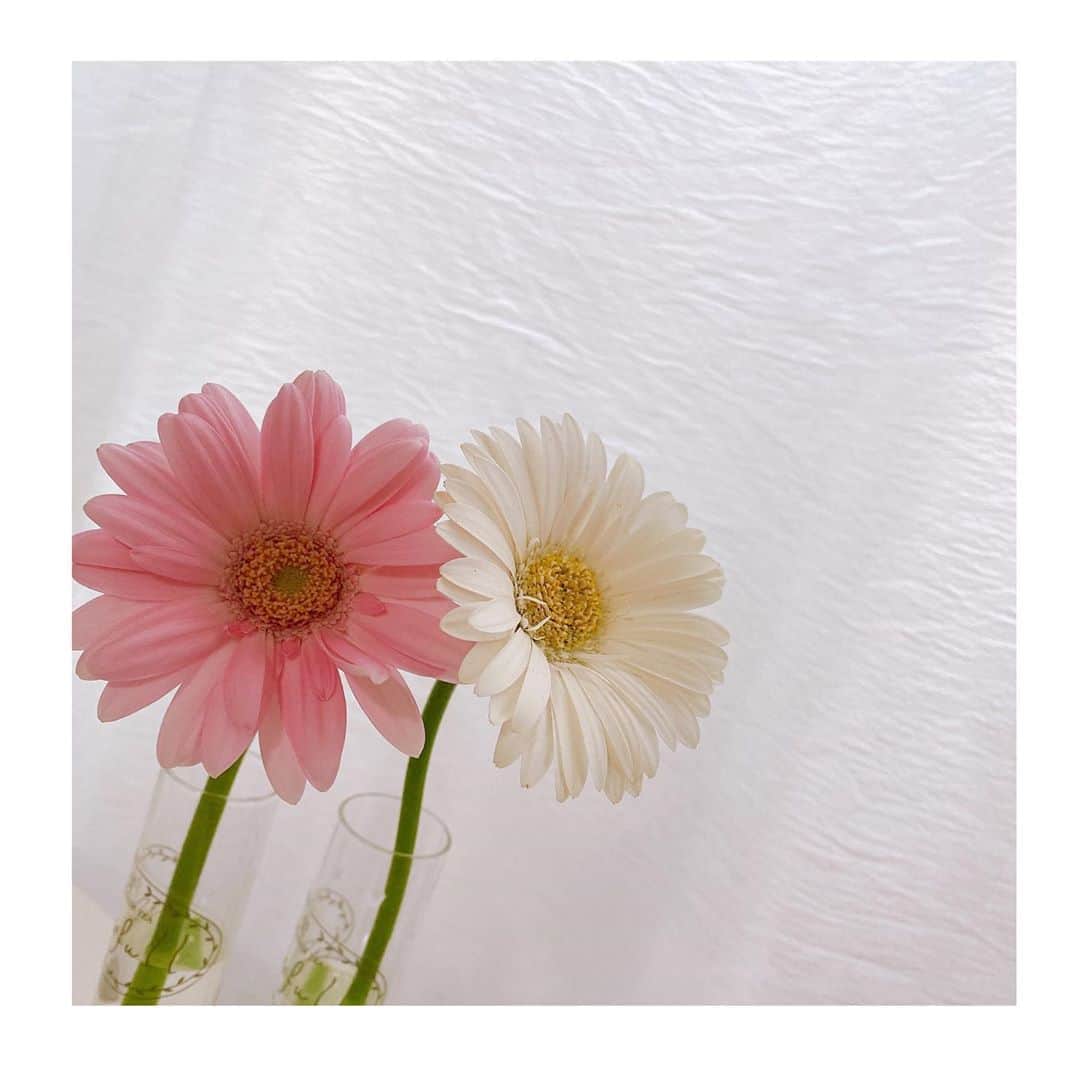 のインスタグラム：「一昨日お迎えしました🌸🌸  癒される🕊 𓈒 𓂂𓏸」
