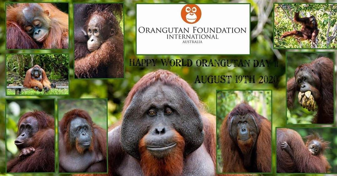 OFI Australiaさんのインスタグラム写真 - (OFI AustraliaInstagram)「Happy International Orangutan Day! Please do something today to make a difference in the life of an orangutan - you can foster an orphan orangutan, donate, fundraise, buy orangutan merchandise, wear something orange (and tell people why) but most important of all ... say no to palm oil! For more information or to foster or donate , please visit our website at https://orangutanfoundation.org.au/  _____________________________________ 🦧 OFIA Founder: Kobe Steele kobe@ofiaustralia.com  OFIA Patron: Dr Birute Galdikas @drbirute @orangutanfoundationintl @orangutan.canada www.orangutanfoundation.org.au 🦧 🧡 🦧 #orangutan #orphan #rescue #rehabilitate #release #BornToBeWild #Borneo #Indonesia #CampLeakey #orangutans #savetheorangutans #sayNOtopalmoil #palmoil #deforestation #destruction #rainforest #instagood #photooftheday #environment #nature #instanature #endangeredspecies #criticallyendangered #wildlife #orangutanfoundationintl #ofi #drbirute #ofiaustralia #FosterAnOrangutanToday」8月19日 7時56分 - ofi_australia