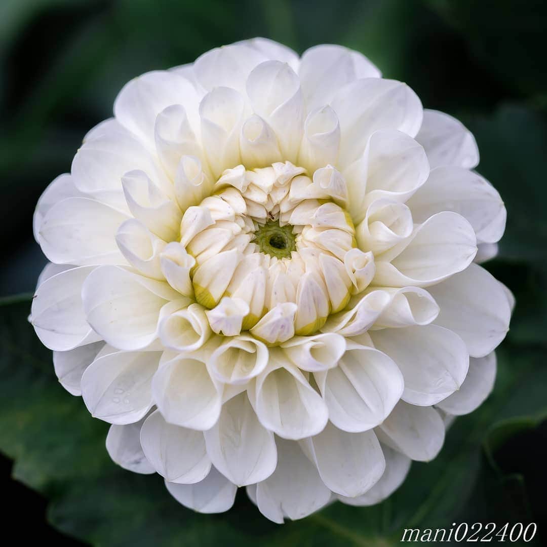 mani022400のインスタグラム：「. 19 Aug. 2020 ． . Good morning🌸🌺🌹✨ 昨日は久々にお外に出ました。 スーパーへお買い物、 公園に寄って懸垂✨ 身体は重いままですが、 10回3セットできるようになりました😆 . . location:Tokyo camera:a7r3 lens:Sony135GM  . . 🌺🌺🌺🌷🌷🌷🌹🌹🌹🌸🌸🌸 ご訪問ありがとうございます🙇 . お花以外の写真は サブアカウントにポストしています。 良かったら、覗いてください🙇🙇 ⬇️⬇️⬇️ @mani0224000   . 🌺🌺🌺🌷🌷🌷🌹🌹🌹🌸🌸🌸 . . . . . 🔷🔷🔷🔷🔷🔷🔷🔷🔷 thanks_dear_yui  discoverwithalpha ﻿ japan_ilc﻿  a7rm3 ﻿ sel135f18gm  sel55f18z  #カメラ好きな人と繋がりたい  #flower  #花 #flowers   #写真好きな人と繋がりたい love_bestjapan  serahana #ファインダー越しの私の世界    #花のある暮らし  #bns_lite #eclecticshow #explore_floral . #9vaga9  9Vaga_Rose9  9vaga_3flowers9  #floristsandflowers #ip_for_blossoms_vip  #fabulous_shots ig_flowers #ponyfony_flowers #meiko_flora_member meiko_roses  #myheartinshots #la_flowers #rainbow_petals #top_favourite_flowers  #quintaflower #inspiring_shot #phx_flowers dreaming_in_macro #j_flower_shots flower_special_legend　nature_special_legend  #ind_flowers #tv_flowers　　 #best_mmf_vipday  #best_beauty_flora_  9vaga_flowersart9 #ptk_flowers #fleur_noblesse_m  .」
