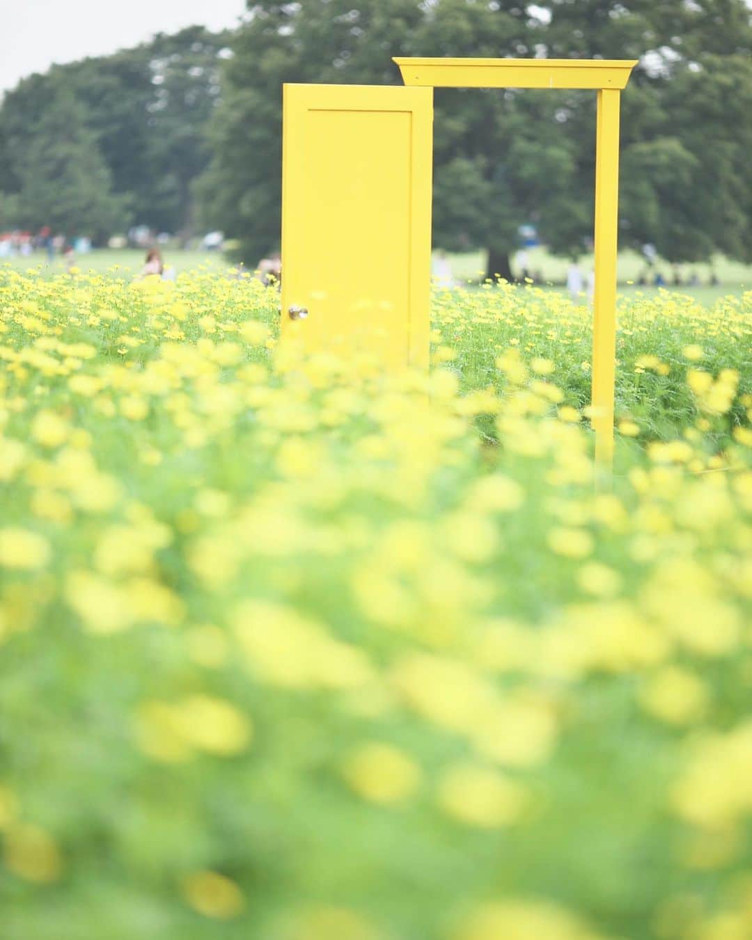 のインスタグラム：「☁️ 2020.08.19 Wed #昭和記念公園 #キバナコスモス も満開見頃🌼  黄色の  どこでもドア  を発見❗️ 向こうの向日葵🌻のところには 青色の  どこでもドア  があって… 行けるそうです😄 … … 歩いて🚶‍♀️😊 . #心に花を 水曜日…今日も元気に🤗  location #東京 📷撮影 2020年08月16日」