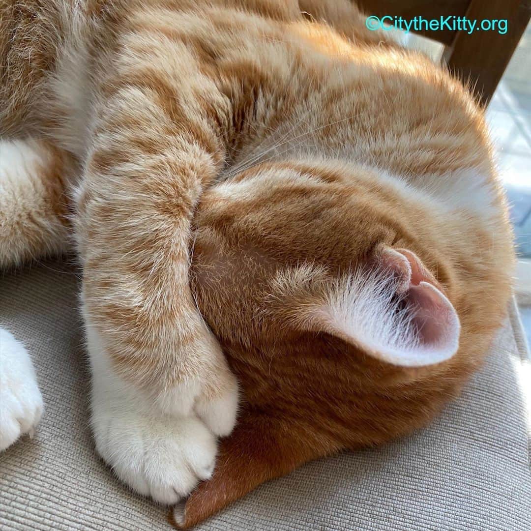 City the Kittyのインスタグラム：「I’m tired of all this. How about you? #fedup #tiredcat」