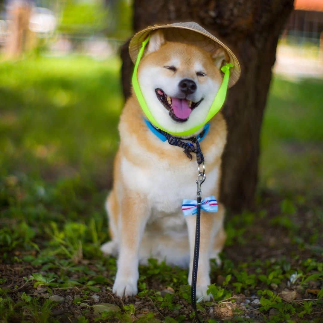 まる（まるたろう）さんのインスタグラム写真 - (まる（まるたろう）Instagram)「take a rest under the shade of a tree✨🐶☺️✨アチチだから木陰で一休みしてこっと。 #パパお水とオヤツ用意して #味なしハンバーグと焼き鳥 #オーノーイーツで  #ノンラーまるちゃん #nonla」8月19日 8時51分 - marutaro