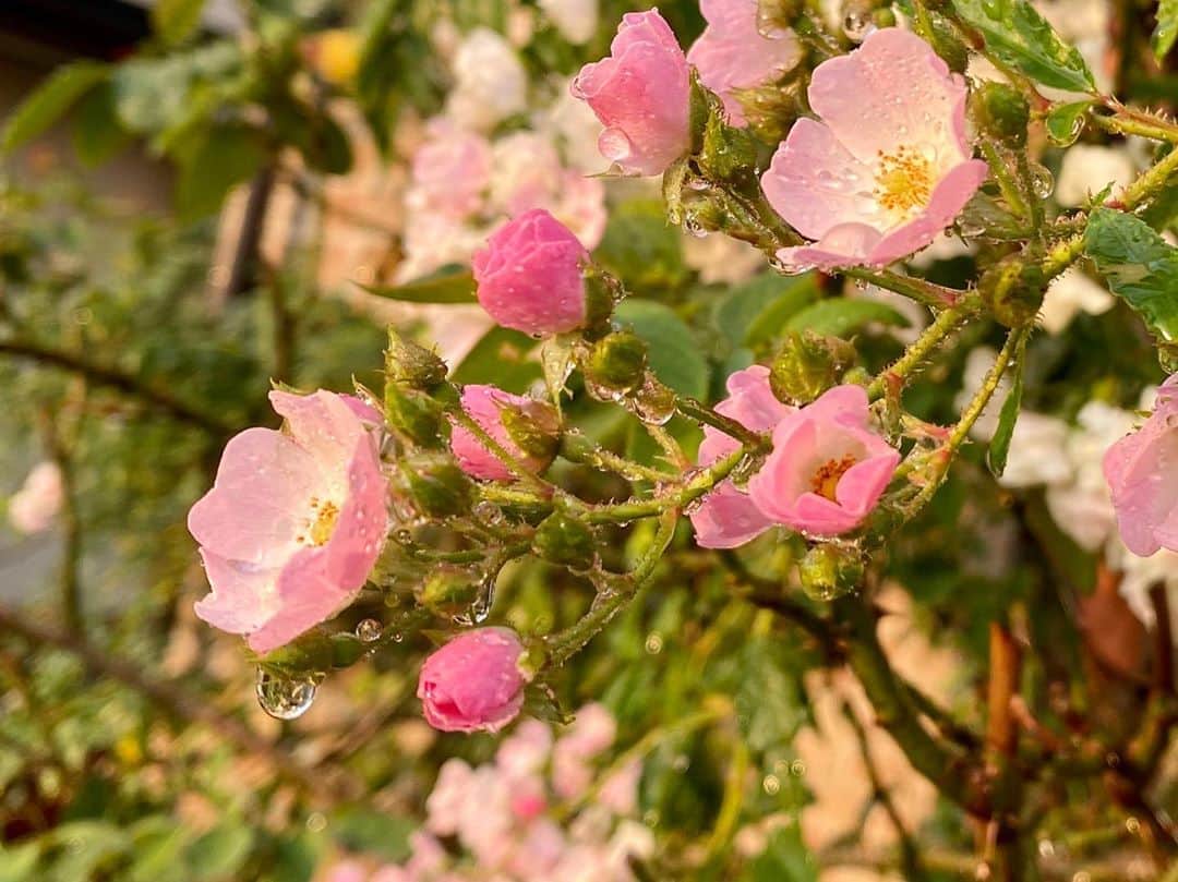 のインスタグラム：「‪#バラ日記 #roses‬ ‪112日目　夜明け　晴れ  バレリーナ ロイヤルサンセット パローレ アルティシモ×2 シャルルドゴール ラフランス フランソワーズゴジャール  ほほえみ 朝焼け  ‪#roses🌹 #rosestagram #rose ‬ ‪#peace‬」