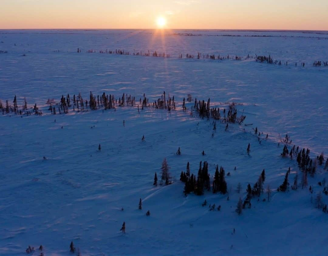 National Geographic Travelさんのインスタグラム写真 - (National Geographic TravelInstagram)「Photo by @bertiegregory  The sun rises near Wapusk National Park, Canada. During late February and early March, this area is one of the best places on the planet to see female polar bears emerging from their dens with new cubs. Finding them is difficult, though. The denning area is enormous and the conditions can be brutal, with temperatures regularly dropping below minus 30°C. I was fortunate enough to work with an expert polar bear tracker, Morris Spence, who’s spent the last 40 years learning to read the signs of this landscape.  Follow @bertiegregory for more wildlife adventures. #travel #cold #snow #polar #canada」8月19日 9時05分 - natgeotravel