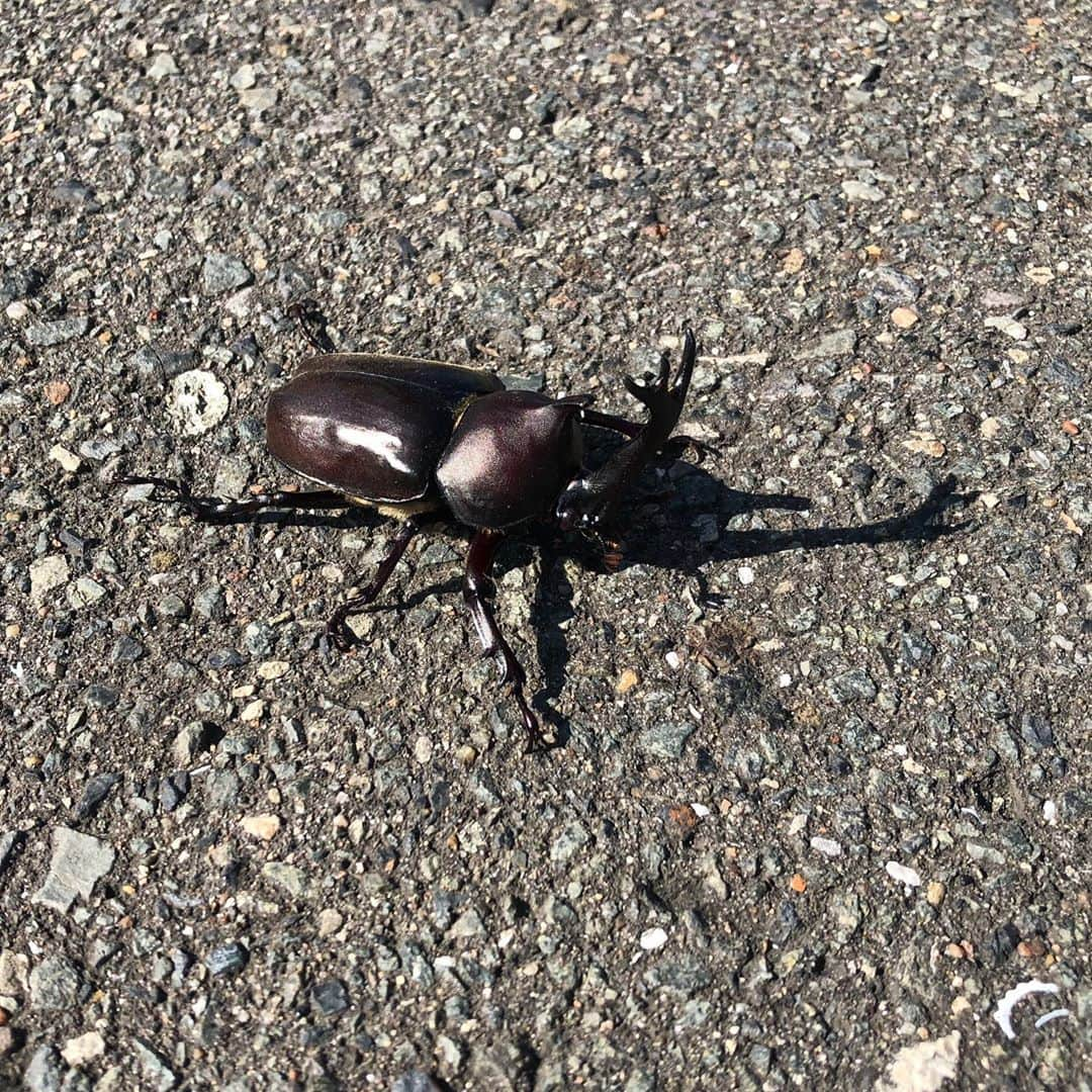 タマルのインスタグラム：「. 昨日はお店の駐車場に、 カブトムシがジタバタ。  ひっくり返っていたので 戻してあげて、、、 引かれなくてよかった😌🌱」