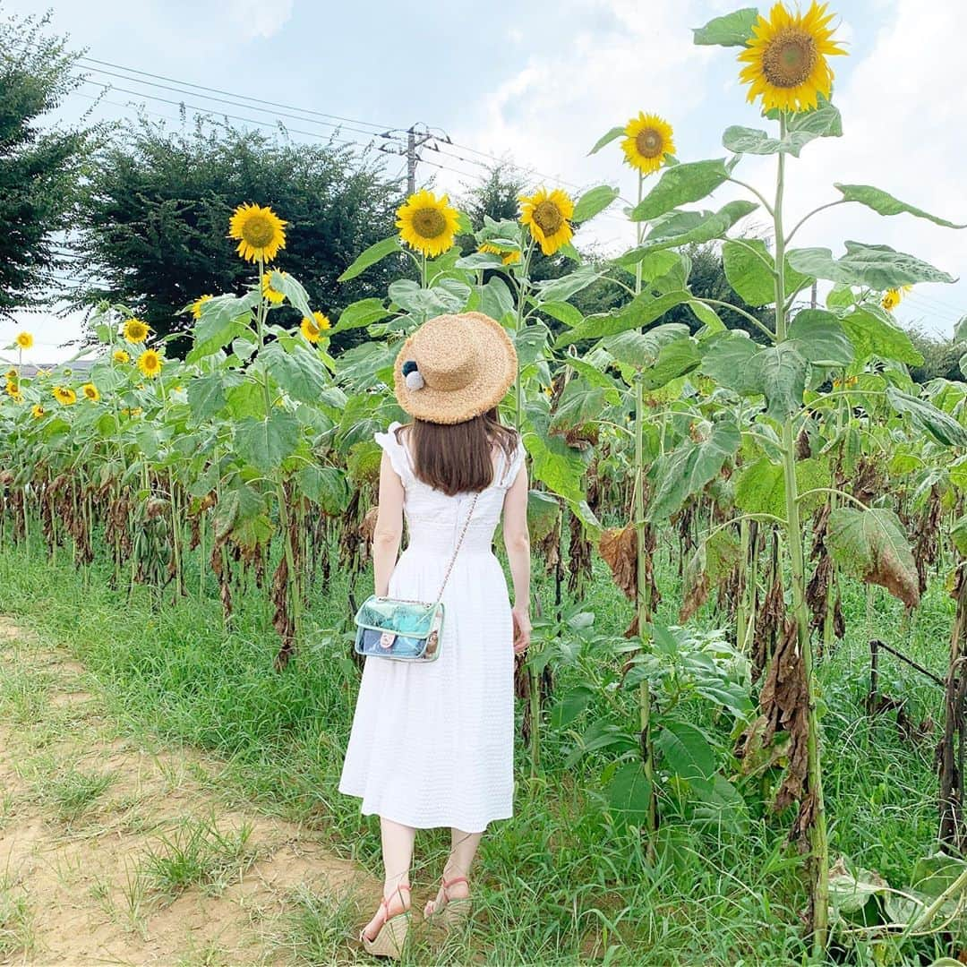 早川愛さんのインスタグラム写真 - (早川愛Instagram)「🌻🌻🌻  今日も暑いですね🌞🌞🌞 熱中症に気をつけてくださいね🐝  私は外出する時はミストハンディファンと凍らせたペットボトルを持って、秘密兵器を下着に仕込んで日傘をさしてます😉 手がたりませんっ🙄笑笑  最後の写真は珍しい色のひまわりさん🌻🧡  #ひまわりガーデン武蔵村山 #ひまわり畑 #お花畑 #お花畑巡り#武蔵村山﻿」8月19日 9時38分 - megumegu_1006