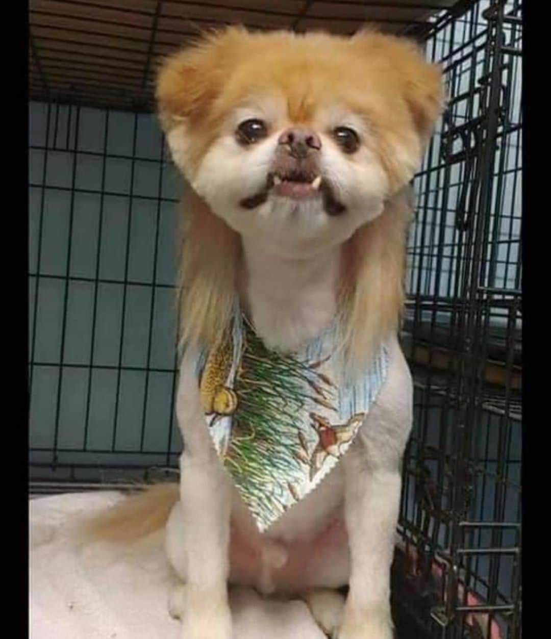 デヴィッド・スペードのインスタグラム：「I like this Joe Dirt dog everyones sending me. I hope he has a home and he’s not wandering around the Grand Canyon looking for his parents. #JoeDirtDog」