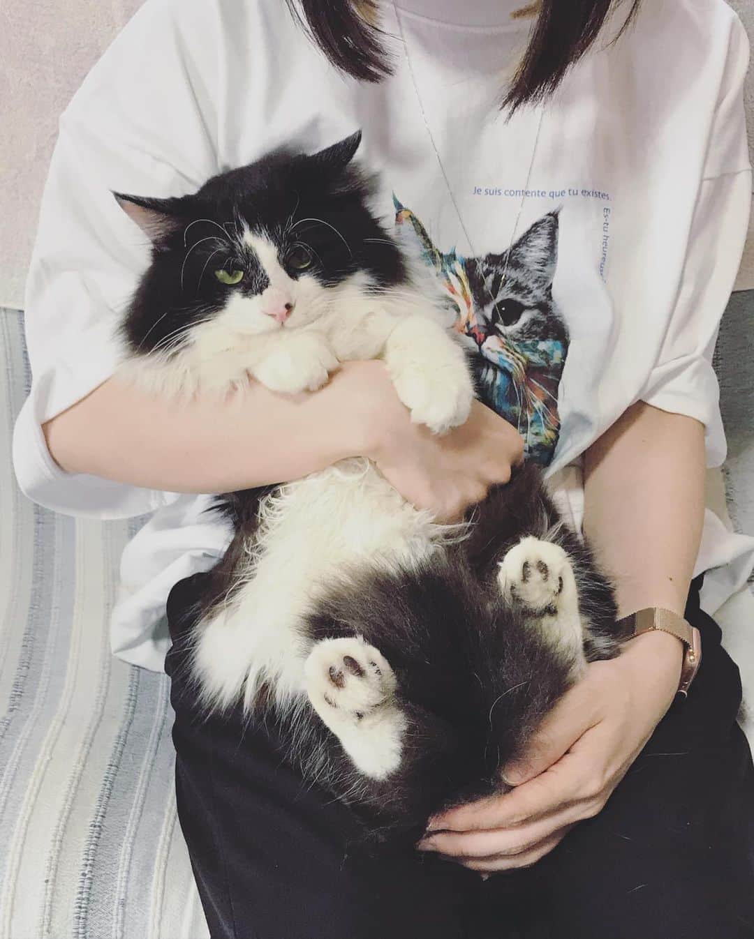 もじゃころのインスタグラム：「ストーリーにも載せましたが、ばんどぅくん今日は大事をとって手術を延期して帰ってきました。  リラックス時でもかなり呼吸が早いのが気になって（口呼吸はなし。涼しい部屋なので熱中症ではないと思われ。）手術前に念のためレントゲン撮ってもらったら気管支の周りと肺の前方〜肺にかけて白いモヤモヤが😨おそらく気管支炎だろうとのことでした。呼吸が早い以外は食欲もトイレも問題なしで、風邪っぽい症状もなし、元気はありすぎるくらいで、先生も去勢手術は麻酔時間短いから手術しても問題ないよとのことでしたが、もしも何かあったら私が生きていけないので大事をとって延期してもらうことにしました。  今日は抗生剤を打って2週間様子を見て、気管支炎の症状が落ち着いてるようだっとら8/28(金)に手術をすることになりました。  ばんどぅくん手術頑張ってとたくさんの人に応援していただいたのに、手術するする詐欺になってしまってすいません😣  ばんどぅは性格が超絶悪くて、みんなを片っ端からいじめて周るので、早く手術をして落ち着いて欲しかったのですが、ばんどぅくんにはまず気管支炎を治すことを頑張ってもらうことにします！  とりあえず絶食でお腹ペコペコなのでご飯をあげたらモリモリ食べて今はスヤスヤ寝ています😂病院でだいぶ怒ってたので今日は疲れて一日寝るなw  次は無事手術できますように🥺 長文失礼しました🙏  #坂東玉隠しシャシャ丸  #あいちゃんの膝の上  #水曜日の悪夢  #相変わらず足デカいな😂」
