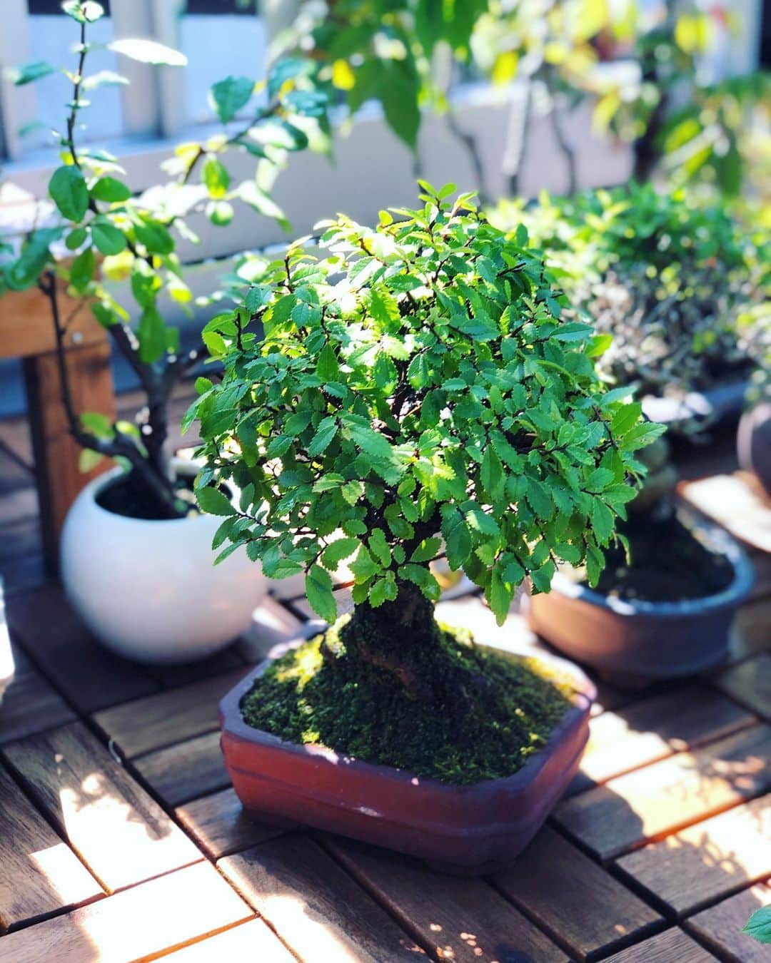 金成公信のインスタグラム：「ニレケヤキ。良い木です。#ニレケヤキ #盆栽 #bonsai #bonsaijapan #japanesebonsai #wabisabi #bonsailovers #bonsailife #bonsaitree #bonsaiart #bonsaigram #bonsaiworld #plants #tree #greenlife #greenlifestyle #苔 #moss #睡蓮 #睡蓮鉢 #ビオトープ #biotope #メダカ #waterlilybowls」