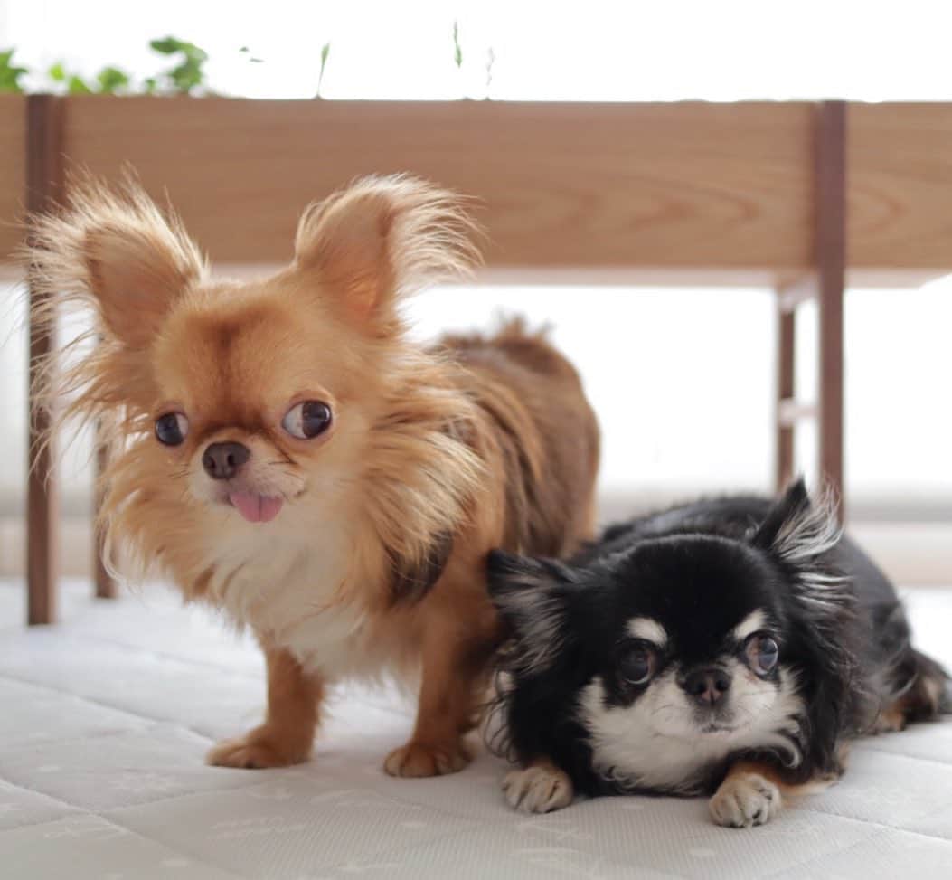 kayoのインスタグラム：「* * * 今日も暑いっ☀️ * * 家から出れない😅 * * kulio💗Melon * * #chihuahua#chihuahualove#dogstgram#dog#instadog#チワワ#チワワ大好き#チワワのいる暮らし * * *」