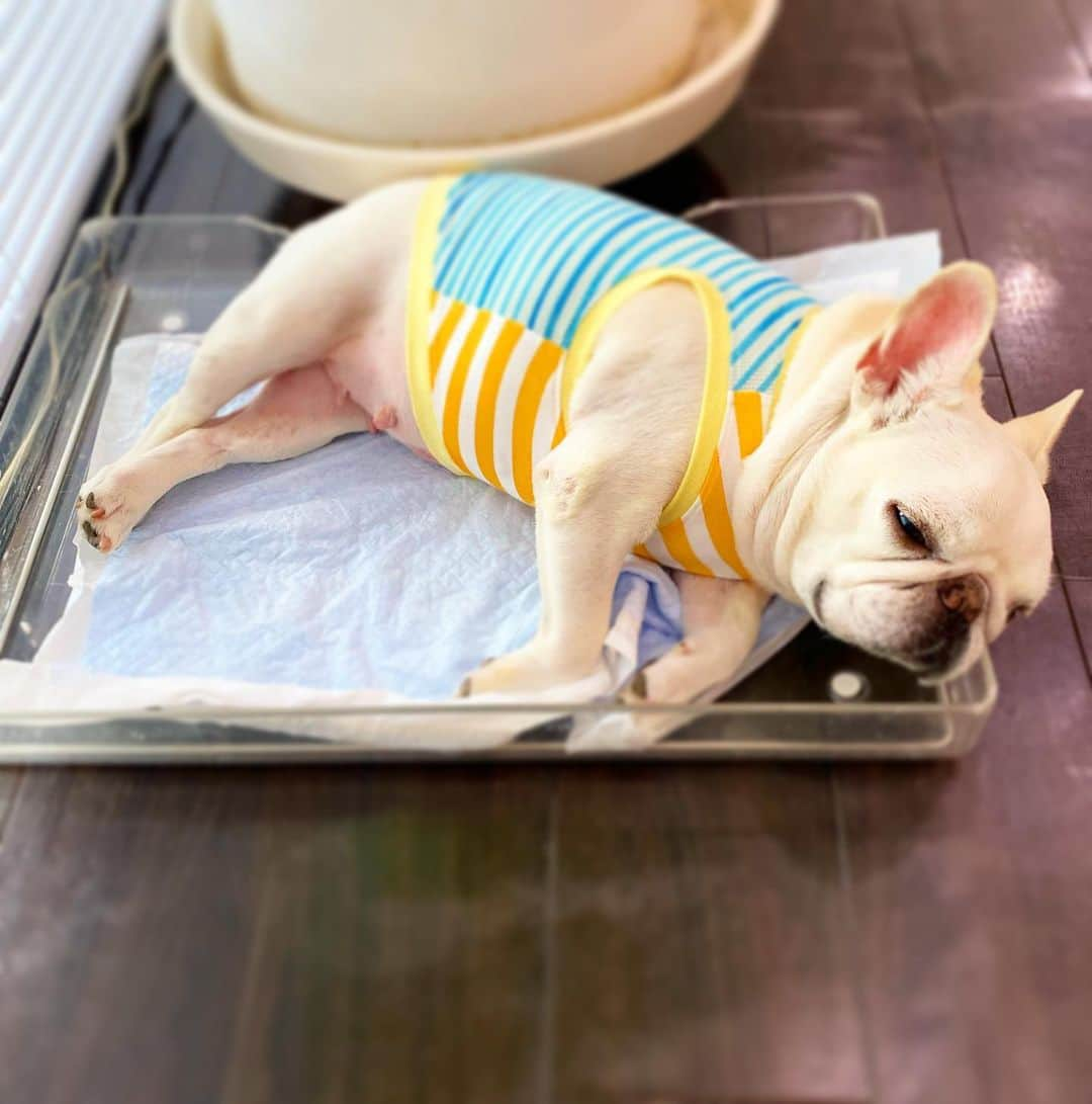 Ham-chanさんのインスタグラム写真 - (Ham-chanInstagram)「#フレブル #フレンチブルドッグ #はむはむ #はむちゃん #frenchbulldog #frenchie #hamham #hamchan  相変わらずここで寝る😑🐶💤」8月19日 11時41分 - hide_ham_tank