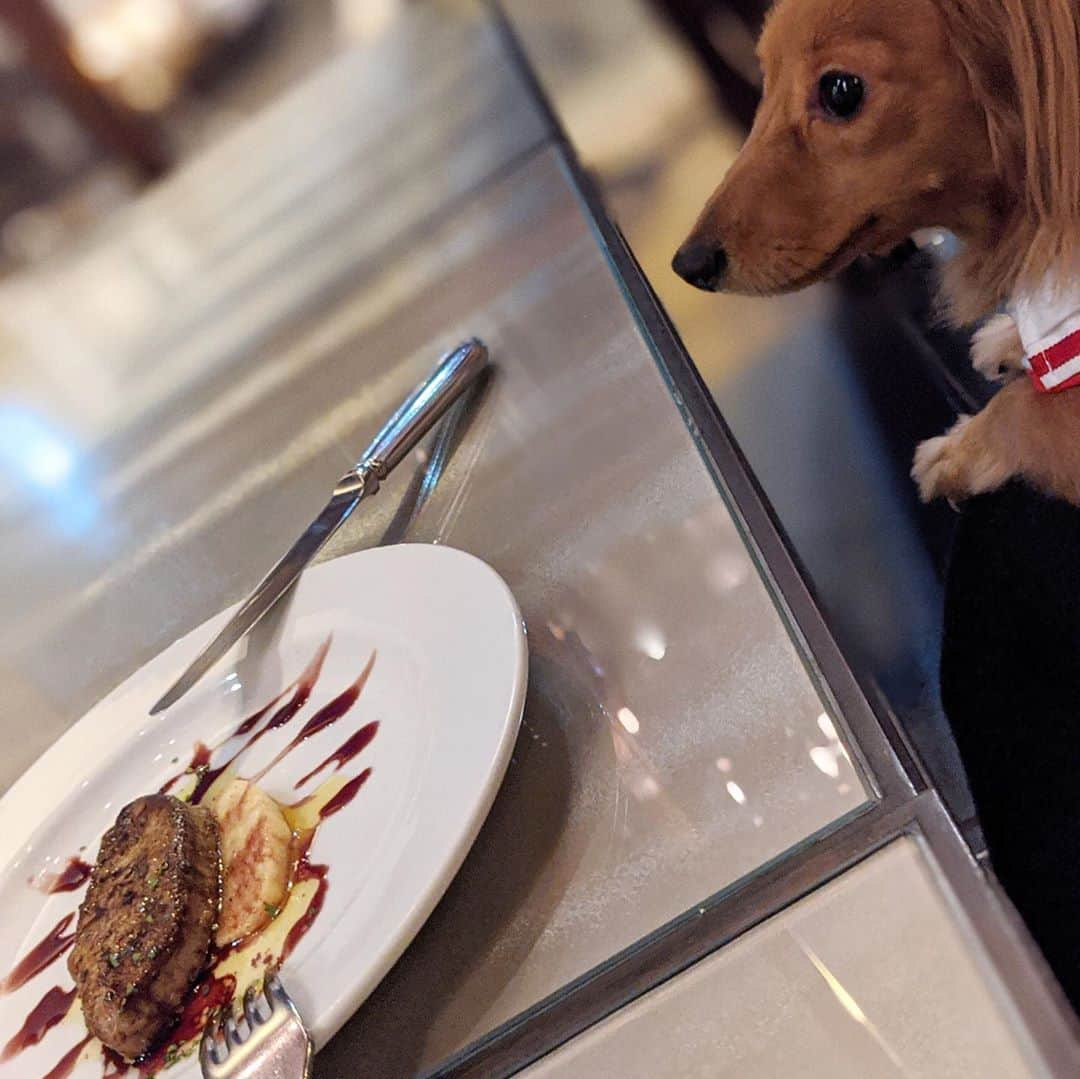 大見さなえさんのインスタグラム写真 - (大見さなえInstagram)「ペット可レストラン🐶🍴﻿ 麻布十番『#goddess (ゴッデス)』﻿ ﻿ オープンテラスで愛犬と一緒にご飯食べられるよ！﻿ ガラス張りでエアコンもあるから夏冬気にせず利用しやすい🌻﻿ 広々とした空間でつばきもご機嫌だった(*´꒳`*)﻿ ﻿ 今回いただいたのはオマール海老、佐賀牛﻿ フォアグラを使ったGODDESSの極上コース✨﻿ ・本日のアミューズ﻿ ・本日の前菜﻿ ・フォアグラのソテー　﻿ ・生ウニとフレッシュトマト　バジリコのスパゲッティーニ﻿ ・活オマール海老のポワレ﻿ ・極上佐賀牛サーロインの炭火焼き﻿ ・本日のデザート﻿ Coffee、Tea、またはEspuressoから。﻿ ﻿ メインの佐賀牛サーロインの炭火焼きしっかり脂のってる🥩🥩﻿ ﻿ ペットレストランに連れて行きたいけど動き回る子でも﻿ 個室でリードつけなくて大丈夫なのは嬉しいポイント🐶💓﻿ ﻿ ーーーーーーーーーーーーーーー﻿ 店名　GODDESS﻿ 住所﻿ 東京都港区麻布十番1-5-30 董友ビル 1F﻿ ☎︎03-6804-5577﻿ 予約可﻿ ﻿ 営業時間﻿ [昼]11:30～16:00﻿ （LO Food15:00 Drink15:30）﻿ [夜]16:00～28:00﻿ （LO Food27:00 Drink27:30）﻿ コロナ影響で変更可能性あり。﻿ ﻿ 定休日　年中無休﻿ 予算	﻿ Dinner￥8,000～￥9,999﻿ Lunch￥2,000～￥2,999﻿ ﻿ #ゴッデス #ペット可レストラン #麻布十番﻿ #麻布十番グルメ #麻布十番ペット可﻿ #カニーヘンダックス #カニーヘン﻿ #いぬのいる暮らし #いぬすたぐらむ﻿ #お肉 #佐賀牛 #和牛 #wagyu #犬﻿ #たべすたぐらむ #東京グルメ #pixelで撮影」8月19日 12時05分 - tabe_megumi