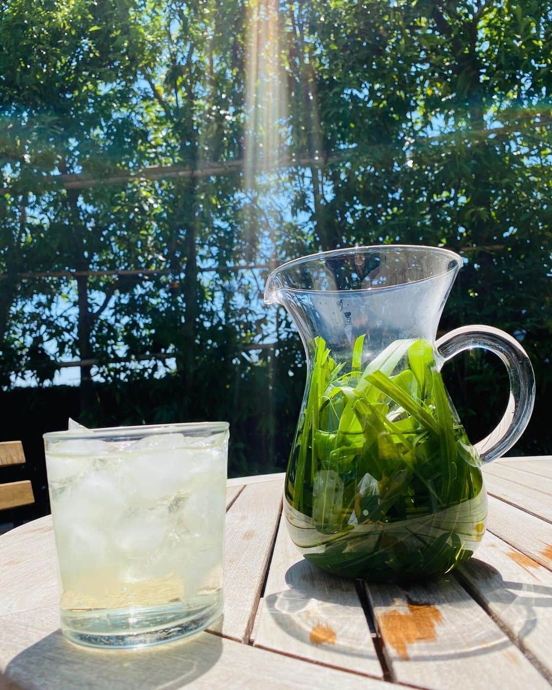 西川忠志さんのインスタグラム写真 - (西川忠志Instagram)「レモングラス  今朝は庭のレモングラスが 伸び放題になっていましたので 刈ってハーブティーにしました。  少し時間をかけ濃いめにして 氷をグラスに山盛りにして アイスハーブティーに😊  爽やかで！とっても美味しかったです🍀  父はお腹が弱いので 2枚目の写真の様に 夏でも温かいままで😊  ハーブティーでデトックス！  感謝」8月19日 12時18分 - nishikawa_tada