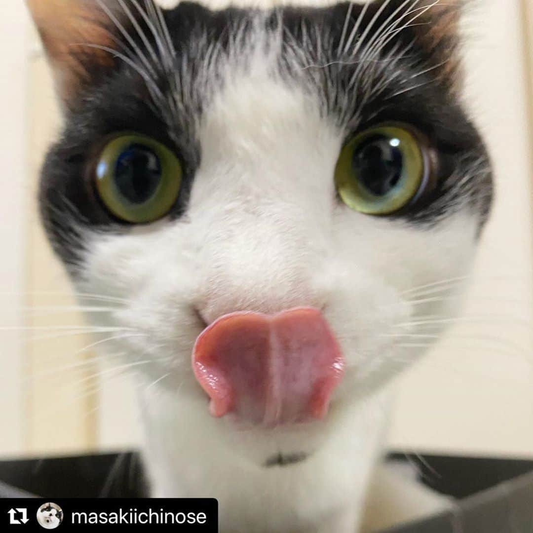 ねこさんのインスタグラム写真 - (ねこInstagram)「【#ねこは人を笑顔にする】❣️ ぺろん👅 @masakiichinose さん、ありがとう💖💕 #Repost @masakiichinose with @make_repost ・・・ ぺろりん🍭 . なんか不思議な生物が撮れた〜w 宇宙猫かな？💫 . #猫の写真へたくそ選手権 #猫 #ねこは人を笑顔にする #ねこのいる生活 #猫好きな人と繋がりたい #猫がいる生活 #ねこのきもち #新種 #宇宙猫」8月19日 12時28分 - neko_magazine