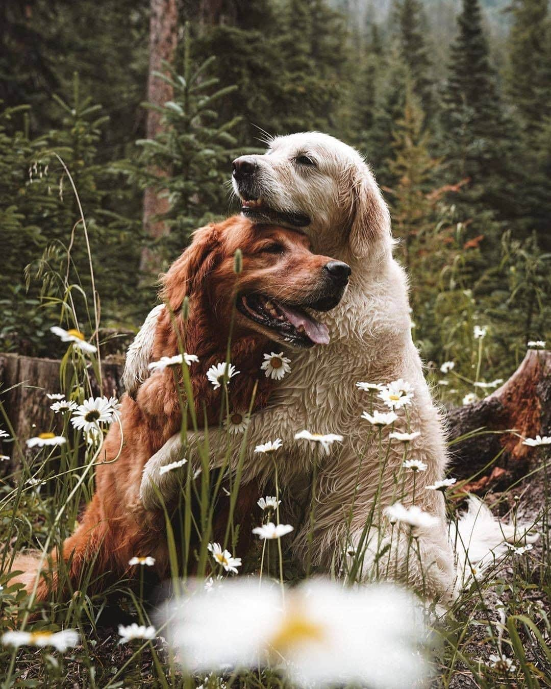 9GAGさんのインスタグラム写真 - (9GAGInstagram)「You and me against the world 📸 @wat.ki - #goldenretriever #bff #9gag」8月19日 13時04分 - 9gag