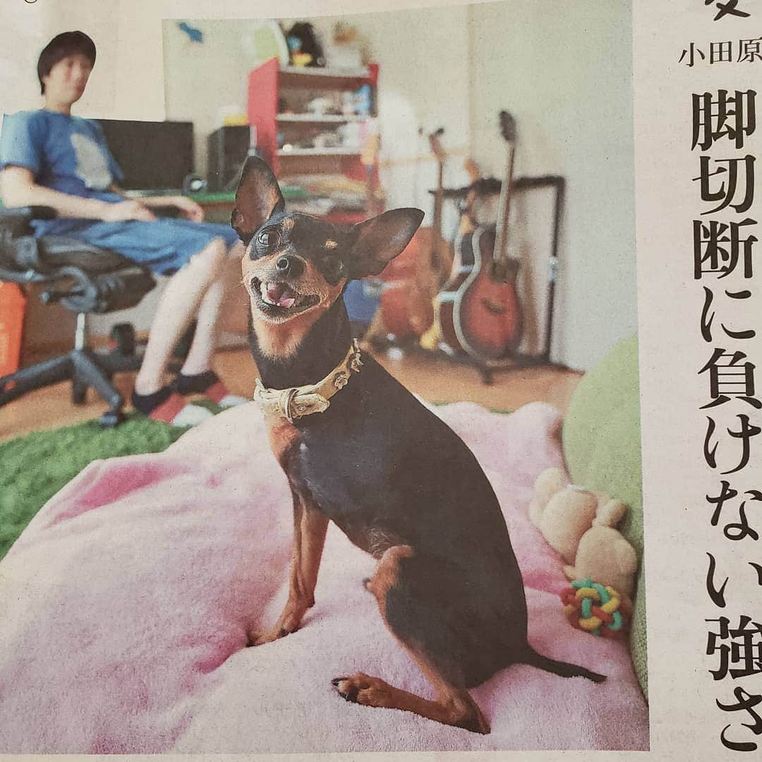 小田原ドラゴンのインスタグラム：「読売新聞のちょんぴーの記事。いい写真を撮ってもらいました。 ＃ミニピン ＃ミニチュアピンシャー ＃犬」