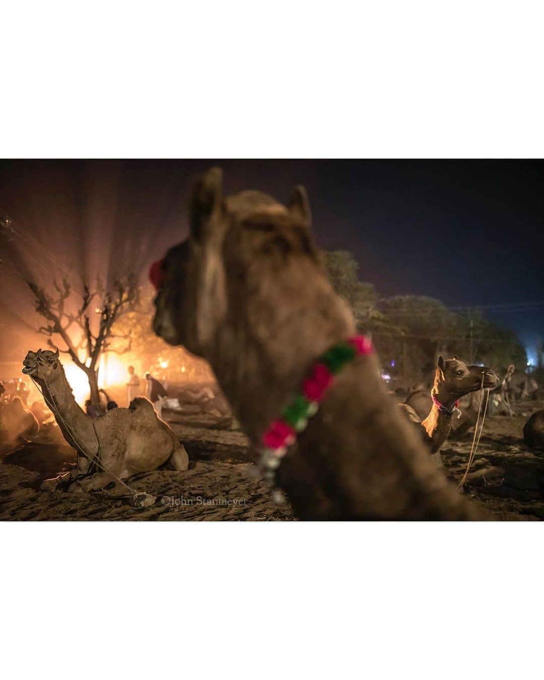 ジョン・スタンメイヤーさんのインスタグラム写真 - (ジョン・スタンメイヤーInstagram)「This evening laying on a quilt from Rajasthan, I remember the night I found this woven fabric seen through the window of a little tiny store in Pushkar. It was shortly after seeing these beautiful camels at the Pushkar Camel Fair. ⠀⠀⠀⠀⠀⠀⠀ India’s Daunting Challenge: There’s Water Everywhere, And Nowhere - Chapter 8 of the @outofedenwalk, my latest story in the August 2020 issue of @natgeo magazine. ⠀⠀⠀⠀⠀⠀⠀ @natgeo @outofedenwalk #walkingindia #edenwalk #india #rajasthan #pushkar #camelfsir #camels #night #remembering」8月19日 13時18分 - johnstanmeyer