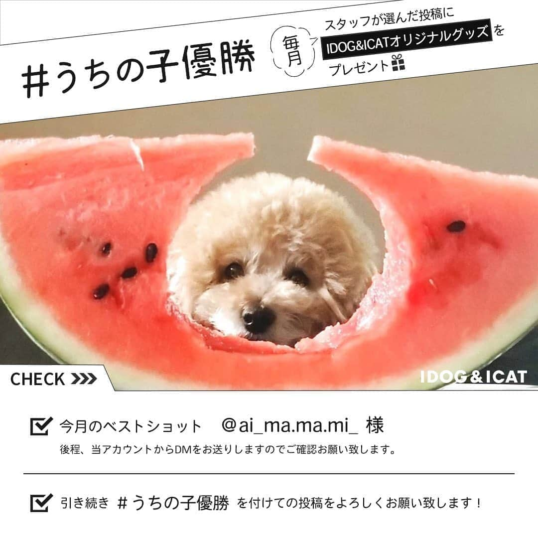 iDog&iCatのインスタグラム