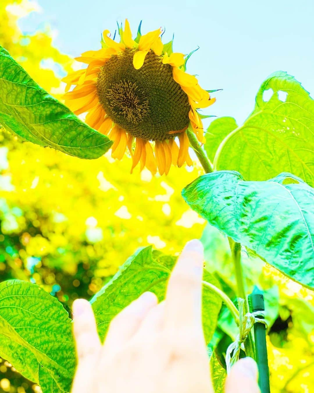 大越かず江さんのインスタグラム写真 - (大越かず江Instagram)「✨”今”を楽しむ✨  🌻ひまわり(向日葵)🌻の花言葉は 「憧れ」 「私はあなただけを見つめる」  私も………(*¯︶¯♥♥♥ そんな存在になるよ 🌻٩(🔥▽🔥)۶🌻   ♥️♥️♥️♥️♥️♥️♥️♥️♥️♥️♥️  ✨ Enjoy "now" ✨  🌻 Sunflower 🌻  flower language "longing" "I look only at you"  I too...……(*¯︶¯♥♥♥ I will become such an existence  🌻٩ (🔥▽🔥)۶🌻   ♥️♥️♥️♥️♥️♥️♥️♥️♥️♥️♥️  #シミウスアンバサダーサポーターズ ## #向日葵🌻  #sunflowers🌻  #憧れ  #想いをカタチに」8月19日 14時02分 - bluemoonseasky