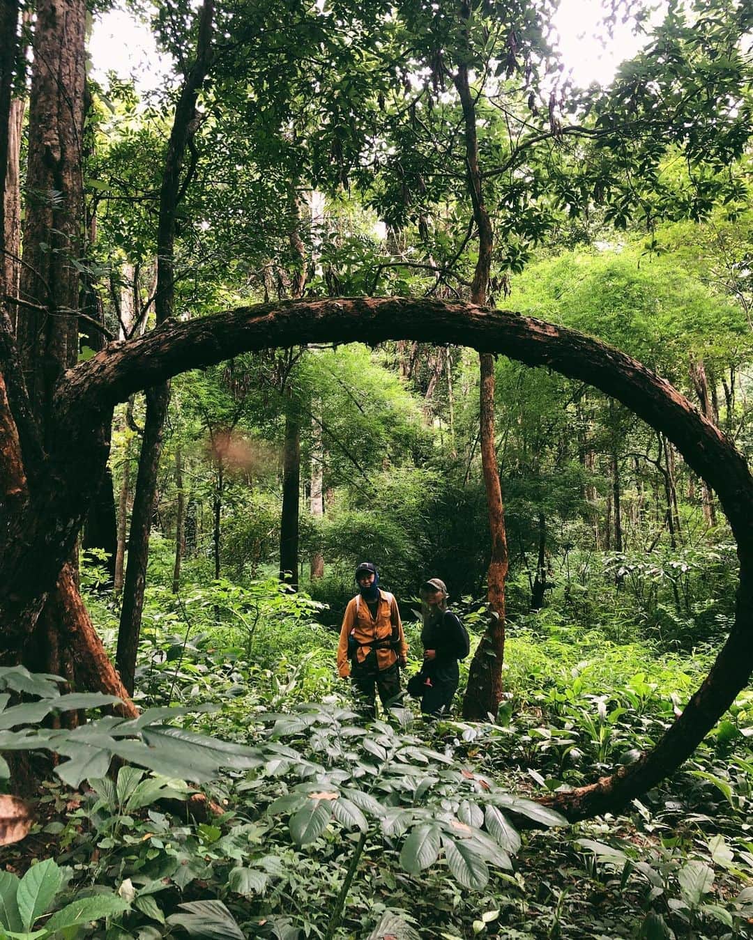 Amata Chittaseneeさんのインスタグラム写真 - (Amata ChittaseneeInstagram)「Got lost in the nature paradise 🌳sorry we have been so so busy with our class, working with communities and farming 😊 haven’t got time to update much on social media, will do soon! Lots of exciting things are coming 🥰 stay tuned #Chiangdao #Pearypiegoesgreen #Thailand #Chiangdaoclassroom #Pearypiesmileycamp」8月19日 14時03分 - pearypie