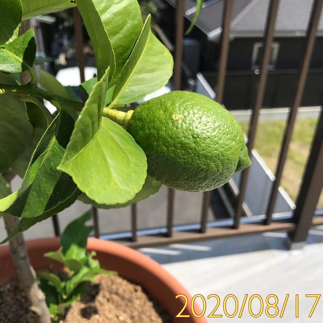 のインスタグラム：「.﻿ こんにちは(^^)﻿ ﻿ いつもご覧いただきありがとうございます🍋﻿ 今年から広島市の事務所でも﻿ レモンの木を育てることになりました🥳﻿ （農園は尾道市の生口島にあります）﻿ ﻿ 最近はどこの地域も暑く気温が高いですね💦﻿ そんな中でもレモンは以前よりさらに大きくなっています🙆‍♀️﻿ １枚目は8/17、２枚目は6/22に撮影しました！﻿ どんどん大きくなってこれからが楽しみです✨﻿ ﻿ 今年の冬には何個かできる予定♫﻿ ﻿ これからも成長を見守っていきます(*'ω'*)﻿ #瀬戸内レモン農園レモン日記﻿ ﻿ ﻿ #レモン #レモン日記 #瀬戸内レモン農園 #ヤマトフーズ #檸檬 #lemon #レモスコ #瀬戸内レモン #広島﻿」
