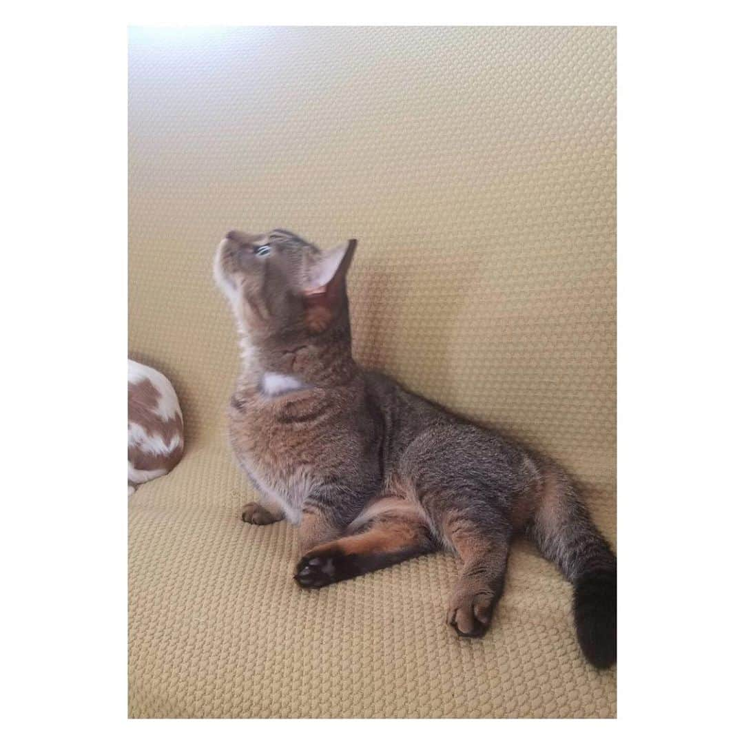 愛加あゆさんのインスタグラム写真 - (愛加あゆInstagram)「上を向いて歩こう。  #獅子丸　 #猫 #ネコ #cat #マンチカン #実家のお猫さま  #愛加あゆ」8月19日 14時29分 - manaka_ayu