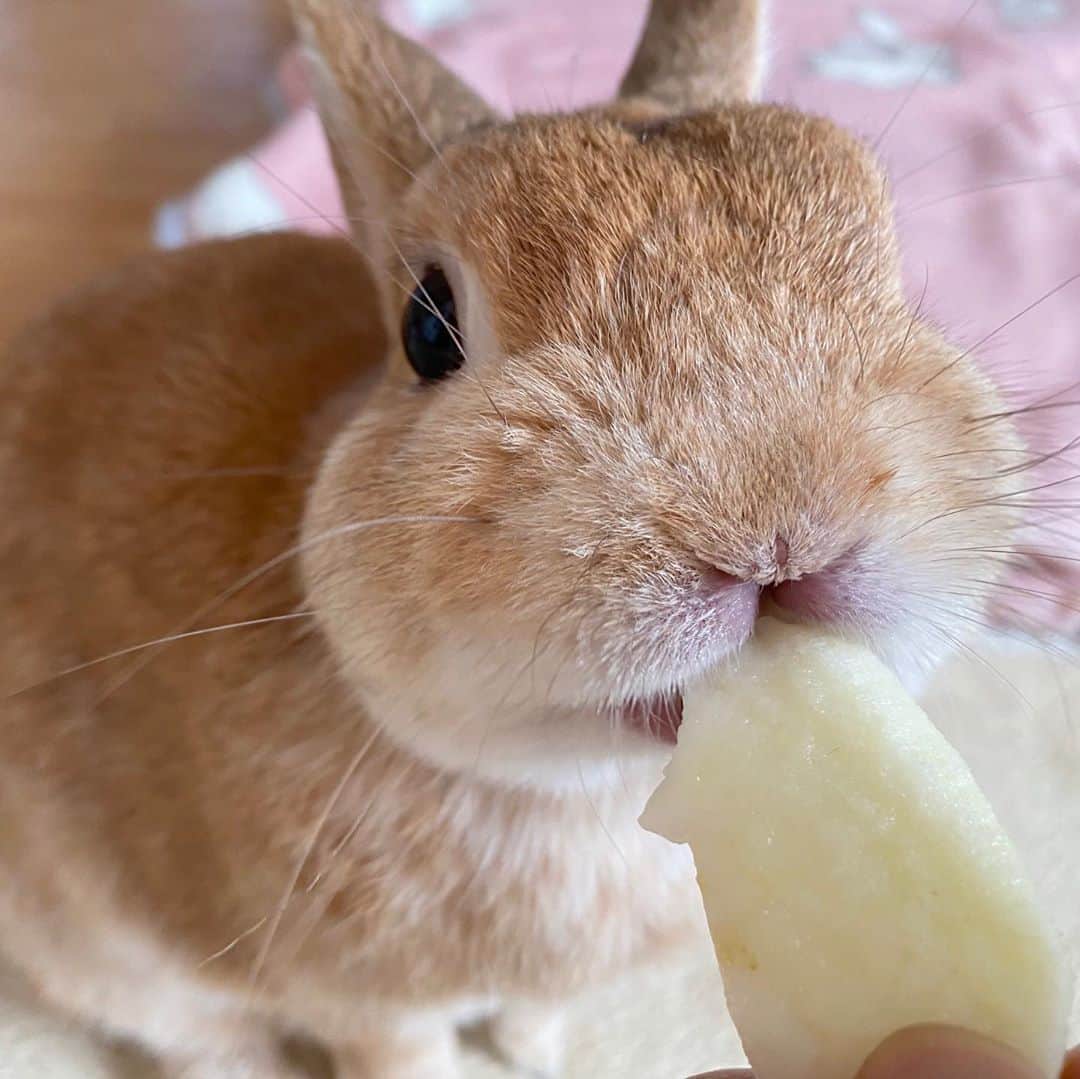 ラン?さんのインスタグラム写真 - (ラン?Instagram)「久しぶりのりんごちゃん🍎💕 食欲も完全復活して、ペレットもお野菜もいっぱい食べれるようになりました＼(^ω^)／ ☆ りんごちゃん美味しいね～♪ ☆  #うさぎ #ネザーランドドワーフ #rabbit #bunny #bunnystagram  #rabbitstagram  #cute  #かわいい #ふわもこ部  #もふもふ  #zip写真部  #アニマル写真部 #instagramjapan #netherlanddwarf #うさぎと暮らす  #うさぎのいる暮らし #癒し #kawaii #ランちゃん  2020.08.19」8月19日 14時30分 - mofumofuusako
