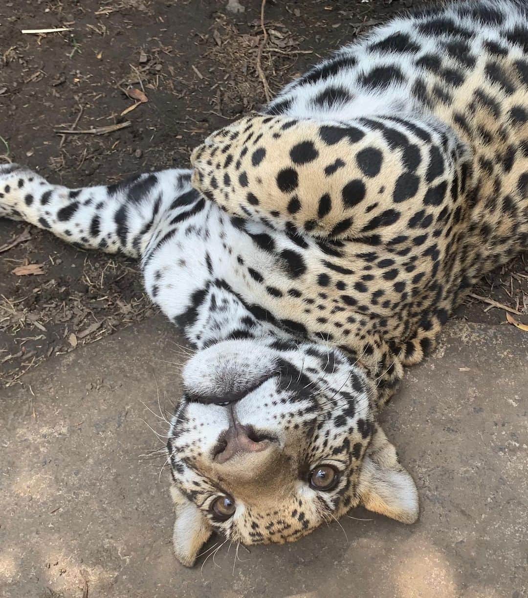 Black Jaguar-White Tiger さんのインスタグラム写真 - (Black Jaguar-White Tiger Instagram)「“Are you talking to me?” #AztecsPrideBJWT #SaveJaguars」8月20日 0時07分 - blackjaguarwhitetiger
