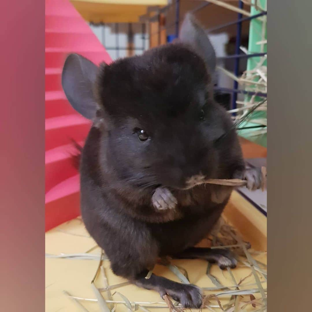 シャルレーヌ・ギニャールさんのインスタグラム写真 - (シャルレーヌ・ギニャールInstagram)「Ecco la nostra piccola principessa Molly 🐭🥰 #chinchilla #cincillà #love #socute」8月20日 0時35分 - charleneguignard