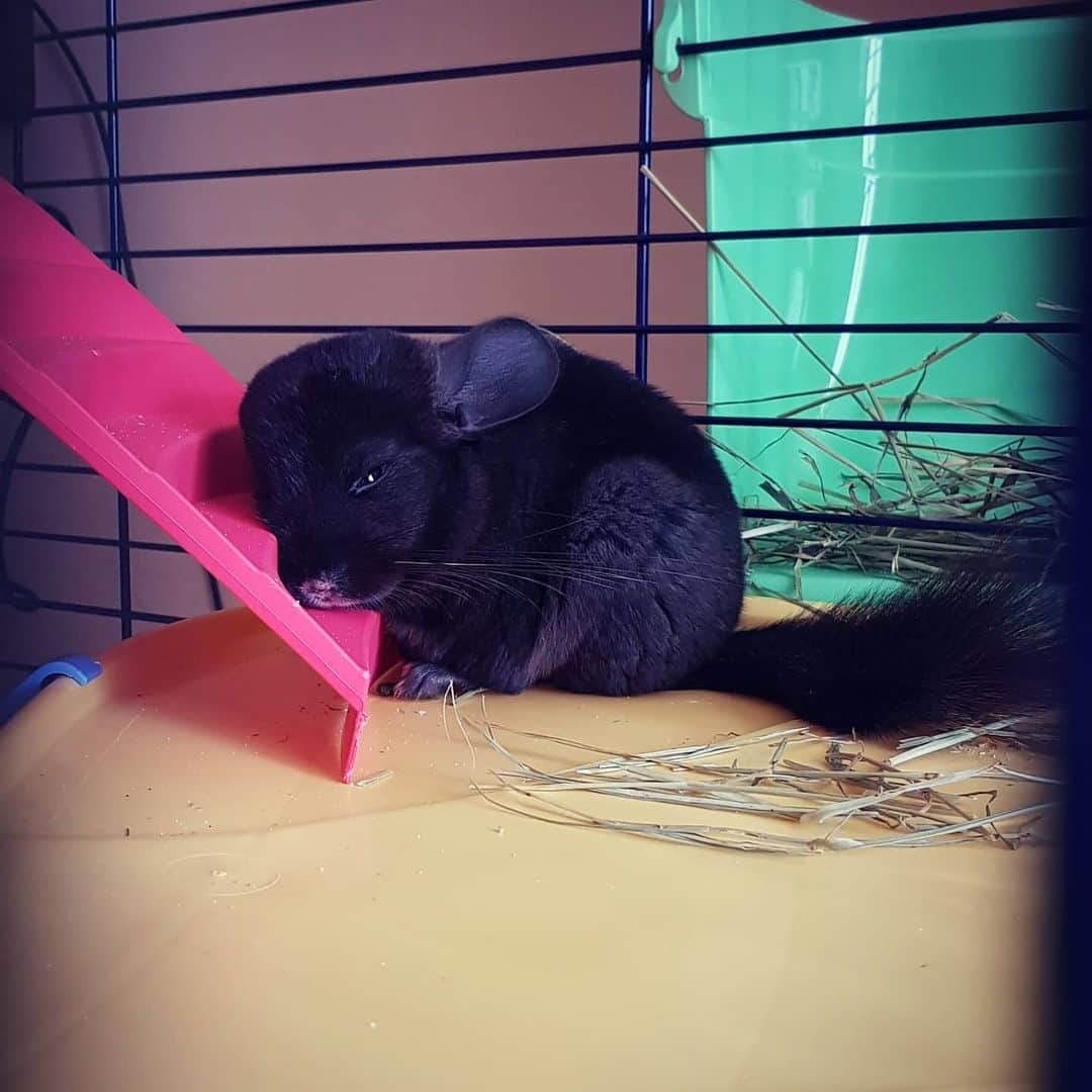 シャルレーヌ・ギニャールさんのインスタグラム写真 - (シャルレーヌ・ギニャールInstagram)「Ecco la nostra piccola principessa Molly 🐭🥰 #chinchilla #cincillà #love #socute」8月20日 0時35分 - charleneguignard