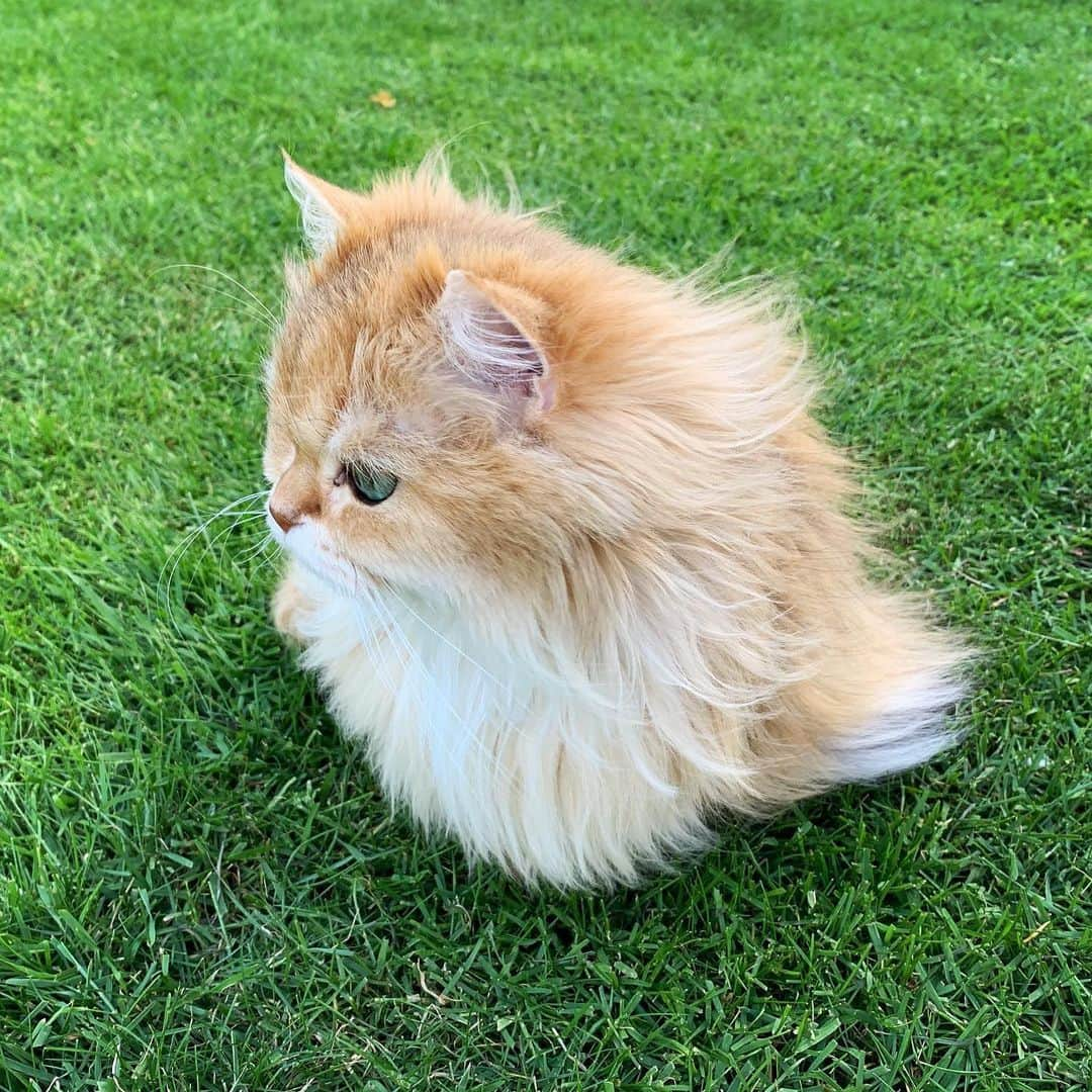 Smoothieさんのインスタグラム写真 - (SmoothieInstagram)「Floof in the wind.」8月20日 0時34分 - smoothiethecat