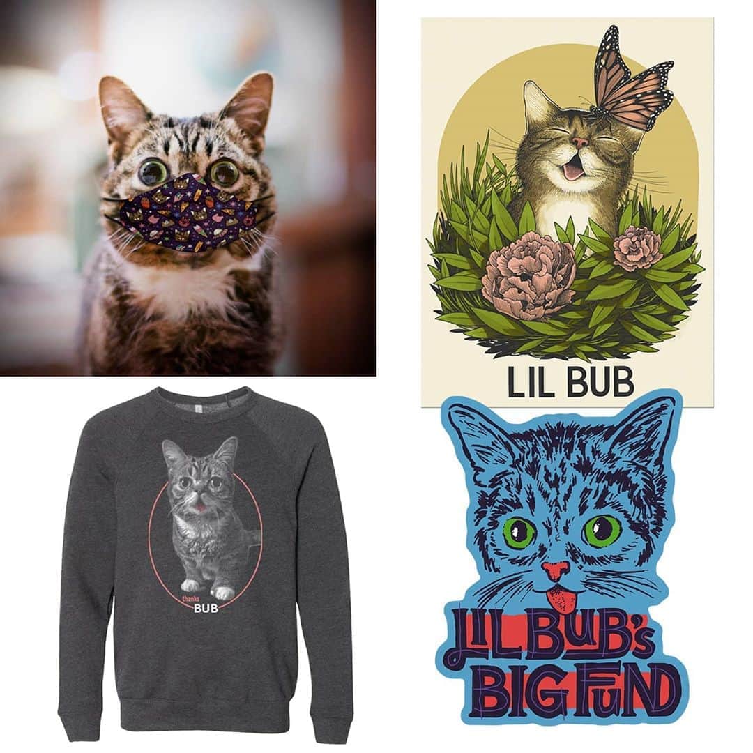 Lil BUBさんのインスタグラム写真 - (Lil BUBInstagram)「Treat yourself and support Lil BUB’s Big FUND for Special Needs Pets at the link in our bio (www.lilbub.com/store) with these New THANKS BUB Sweatshirts, Butterfly Art Prints, and 40% off all BUB Face Masks. As always, a portion of all proceeds benefit Lil BUB’s Big FUND. Miss ya, BUB. #bestjobbub #thanksbub #lilbub #forever」8月20日 0時41分 - iamlilbub