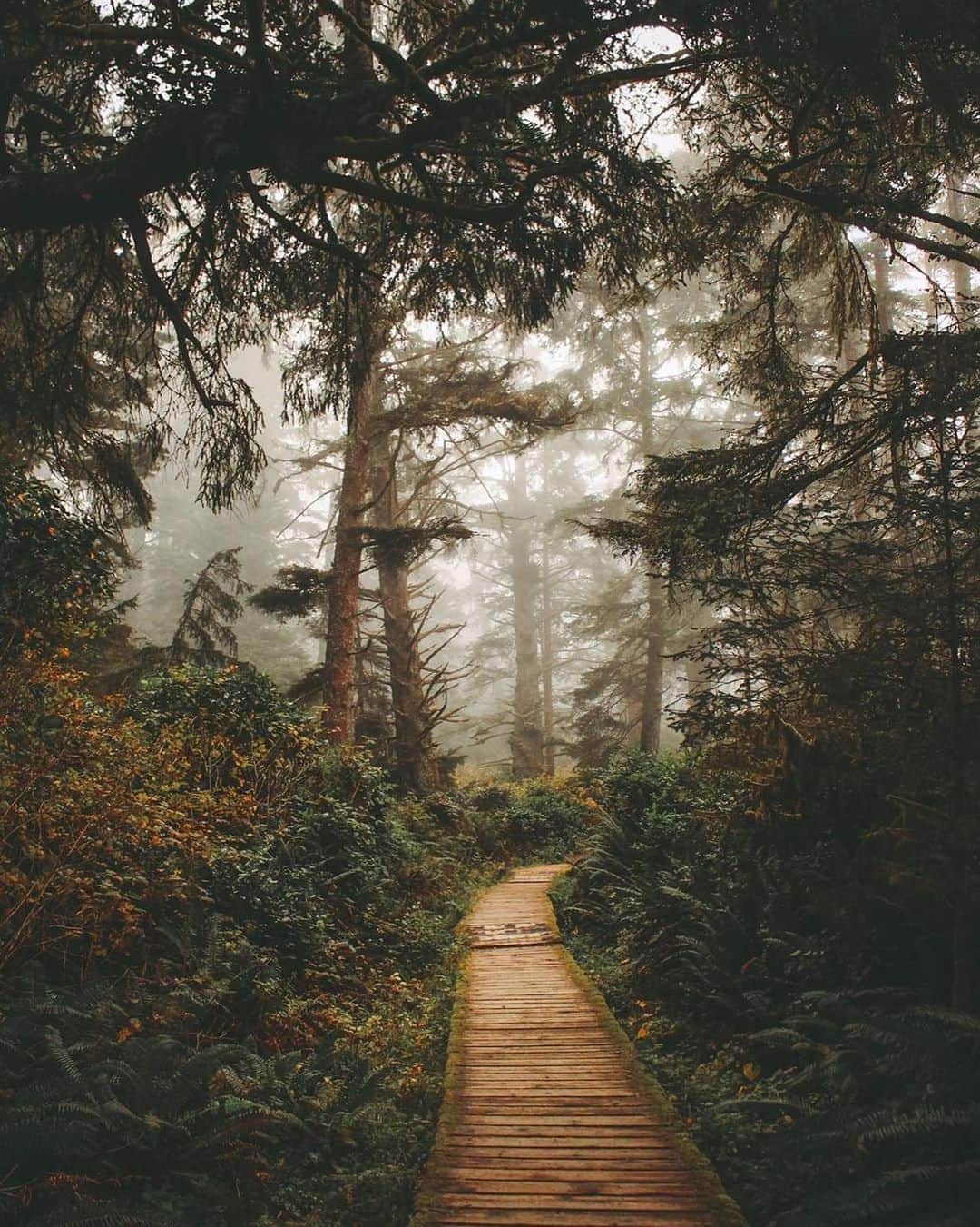 Explore Canadaさんのインスタグラム写真 - (Explore CanadaInstagram)「Today’s #CanadaSpotlight is on @tourismvancouverisland!⁠⠀ ⁠⠀ We’re sharing the love for Vancouver Island today. Here are a few of our favourite facts about this beautiful spot in British Columbia:⁠⠀ ⁠⠀⁠⠀ 🧡 It might be small compared to the mainland of Canada, but Vancouver Island is actually almost a quarter of the size of all of England, meaning there’s plenty to explore - from the great outdoors to vibrant city life.⁠⠀ 💜 Tofino and Ucluelet offer some of the best surfing spots in the Northwest. Whether you’re new to the sport or a surfing pro, year-round surfing awaits you here.⁠⠀ 💚 Vancouver Island is a true foodie’s dream. With everything from cideries to local restaurants that focus on seasonal and sustainable dishes, you’ll be spoiled for choice!⁠⠀ 💛 You can see some incredible wildlife on the island, including grizzly bears, whales, dolphins and more.⁠⠀ ⁠⠀ Have you visited Vancouver Island before? For more epic photos and videos, food and drink recommendations and updates, check out @tourismvancouverisland! ⁠⠀ ⁠⠀ #ExploreCanada #ForGlowingHearts⁠⠀ ⁠⠀ 📷: ⁠⠀ ⁠⠀ 1. @karlykrobathphoto⁠⠀ 2. @stephaniadeline⁠⠀ 3. @blakehobsonn⁠⠀ 4. @vancitywild⁠⠀ 5. @averyswail⁠⠀ 6. @bpfoto.ca⁠⠀ 7&8. @tylermcave⁠⠀ ⁠⠀ 📍: @tourismvancouverisland⁠⠀ ⁠⠀ #ExploreVancouverIsland」8月20日 0時52分 - explorecanada