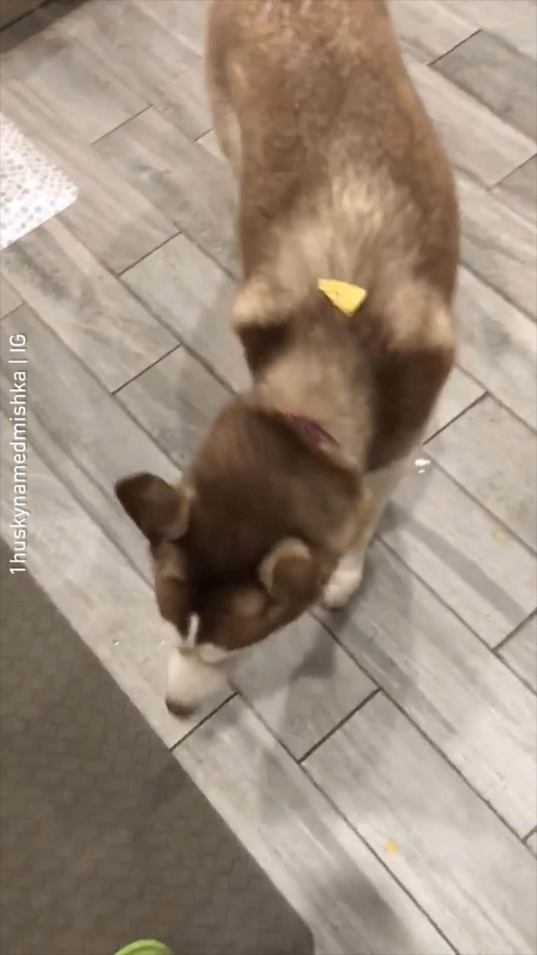 のインスタグラム：「Where it go daddy?! Just gib me da chips! - Want to get featured like her? Join “The Barked Club” on FACEBOOK and post something now! 👉 barked.com - 📹 @1huskynamedmishka - #TheBarkedClub #barked #dog #doggo #Husky」