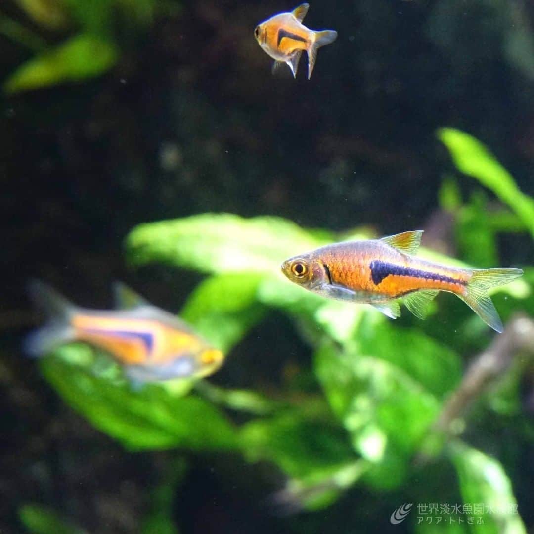 世界淡水魚園水族館 アクア・トト ぎふのインスタグラム：「涼し気な風景でホッと一息。 ２Ｆの少し入り組んだ場所に展示水槽がある為、意外と気付かない方も多い！？ようですが、小さな魚たちが群れて泳いでいて綺麗ですよ。  #アクアトト #アクアトトぎふ #アクアトト岐阜 #水族館#aquarium#Lambchoprasbora#trigonostigmaespei」