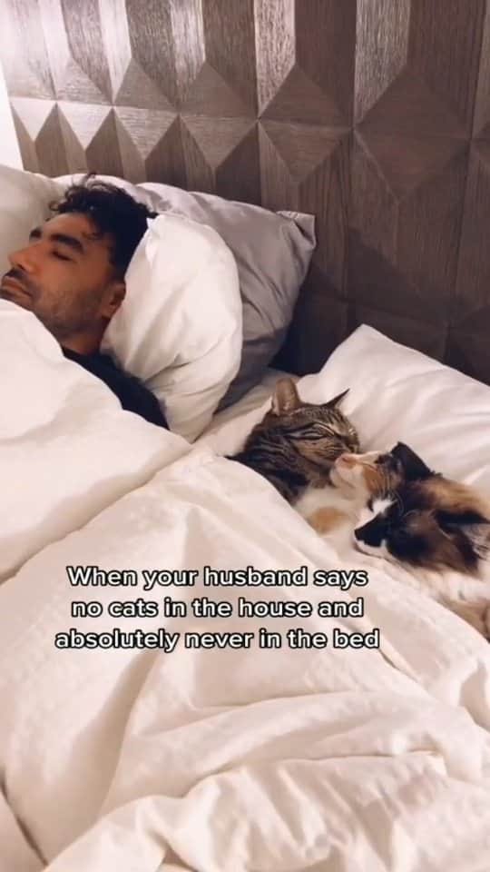 Pleasant Catsのインスタグラム：「Cat daddy 🥰😻😻😻  From dontstopmeowing - on tiktok  • • • • #pleasantcats #cat #cats #kitten #kittens #kitty #gato #neko #meow #cute #fluffy #adorable #pet #pets #animal #animals #instacat #instapet #catsofinstagram #petsofinstagram #catstagram #petstagram #ilovemycat #weeklyfluff #catoftheday #catlover #adoptdontshop  #고양이 #ねこ  #猫」