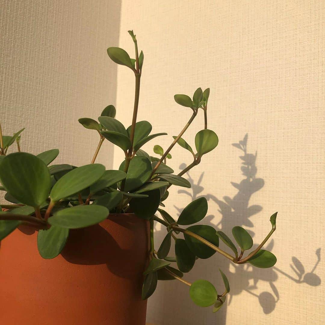 岩崎志保のインスタグラム：「🌱🌱🌱  「しほをそんなに熱くする、フィットネスを続けていくモチベーションって何？」って先日聞かれて考えてて。  痩せたい・細くなりたい・誰々みたいな体型になりたいという概念が私の中にはない！ (誤解される前に言っておくけど私自身くびれがない・お尻が大きい等自分の身体に対してコンプレックスが沢山ある) そりゃ思春期なんかは他人と比べたりとかめちゃくちゃあったけどね。  昔は時間も有り余っていたし体力がある限りただがむしゃらに突っ走ってきたけど、今は限られた時間の中でいかに『良質』な時間の過ごし方ができるかを大事にしてる。  私にとっての『良質』は身も心も健康でハッピーな状態のこと！ 『体』ではなく『身体』という文字を使っているのも全てはここ。  その為には自分自身をよく知る必要があって、その上で私はフィットネスを通して身も心も健康でいられてるなあ、という実感があるから続いてる！ そしてその素晴らしさを伝えたくてフィットネストレーナーという仕事を選んだ  さらに無知のままワークアウトをしていたことによって坐骨神経痛になったり足底筋膜炎になったりした経験があるからこそ正しい体の使い方を伝えていきたいと思ってます  @yuumesaaki にしほにとって今の仕事が天職だね、って言われたけど本当にそうだなって最近すごく感じる！  自分のために始めたことだけど周りまわって人をこんなに笑顔にできるなんて本当に幸せだなあ、と感じる日々を過ごしてます🌈  なんだかまとまりがない文章になってしまったけど 何が伝えたいかというと、身体を動かすことは素晴らしい！そしてさらに正しいフォームで正しく体を動かすことが大事だよ〜ってこと♡笑　それをみんなに伝えていく為にもこれからもたくさん勉強していいものを吸収していきたいと思います☺️  #身体が喜ぶカラダ作り」