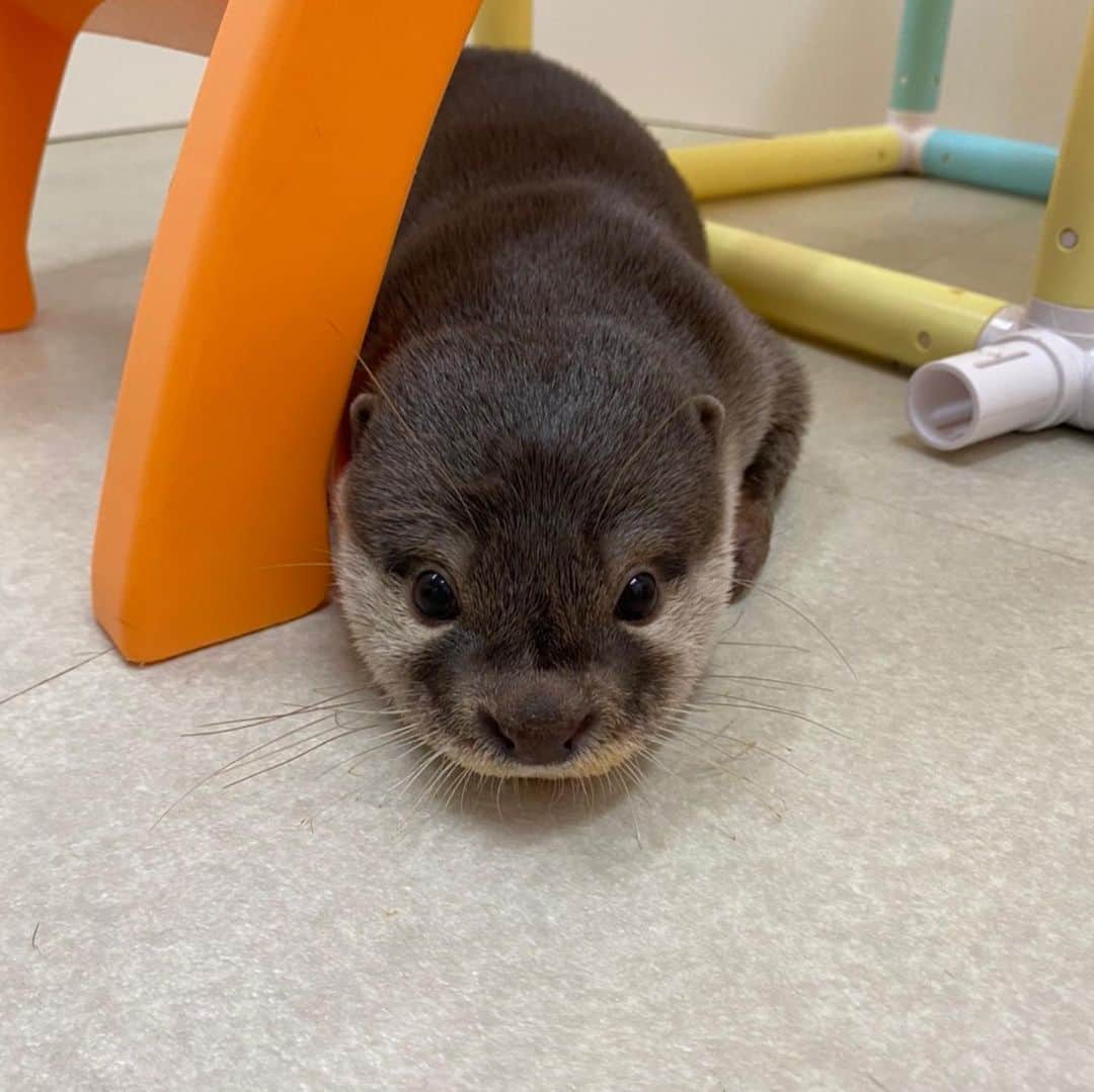 笠原大芽のインスタグラム