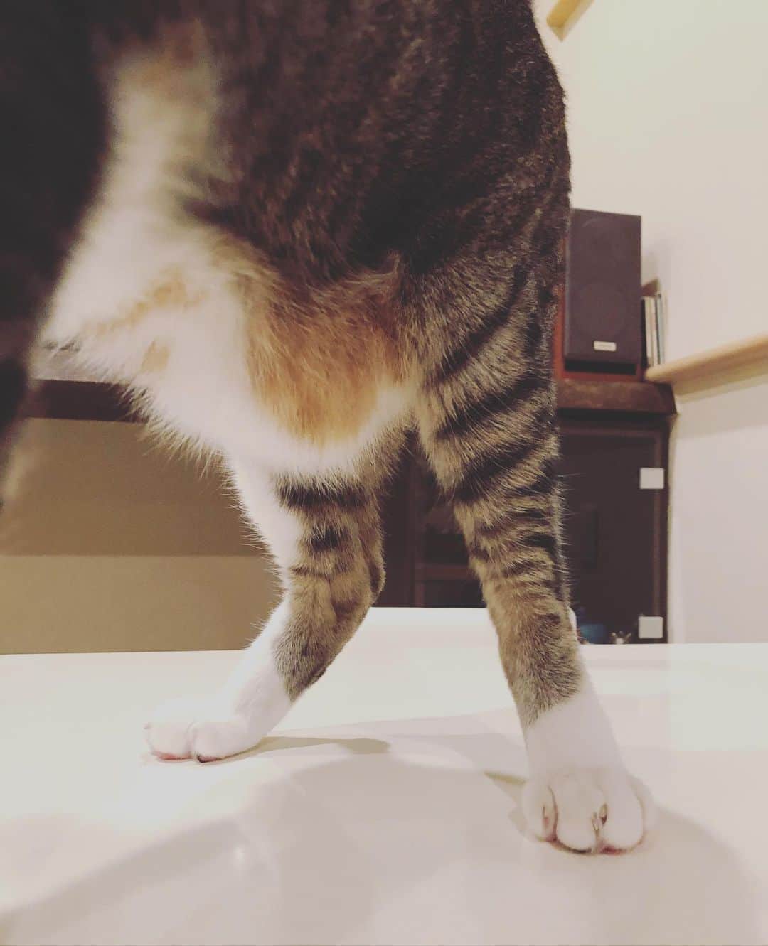 南早苗のインスタグラム：「「タプタプお腹」と「ハの字の足」🐈 　 #猫　#猫のいる暮らし #ねこすたぐらむ  #ねこばか #cat #catstagram #おっちゃん猫　#たぷたぷ  #うちのおじいちゃんを思い出すお腹まわり　#猫好きさんと繋がりたい　#love」